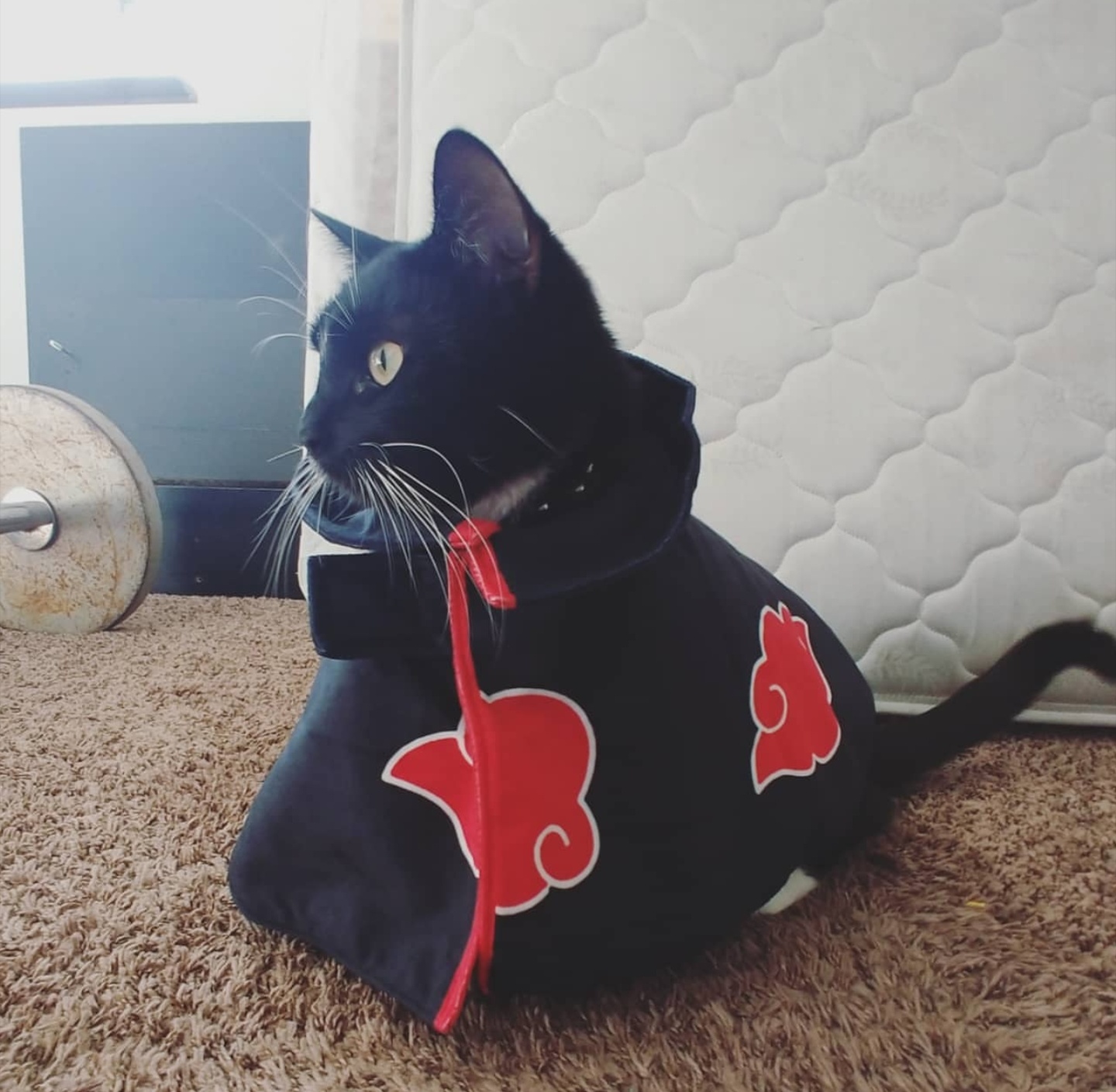 My kitty is officially a member of the aKATsuki r/Naruto