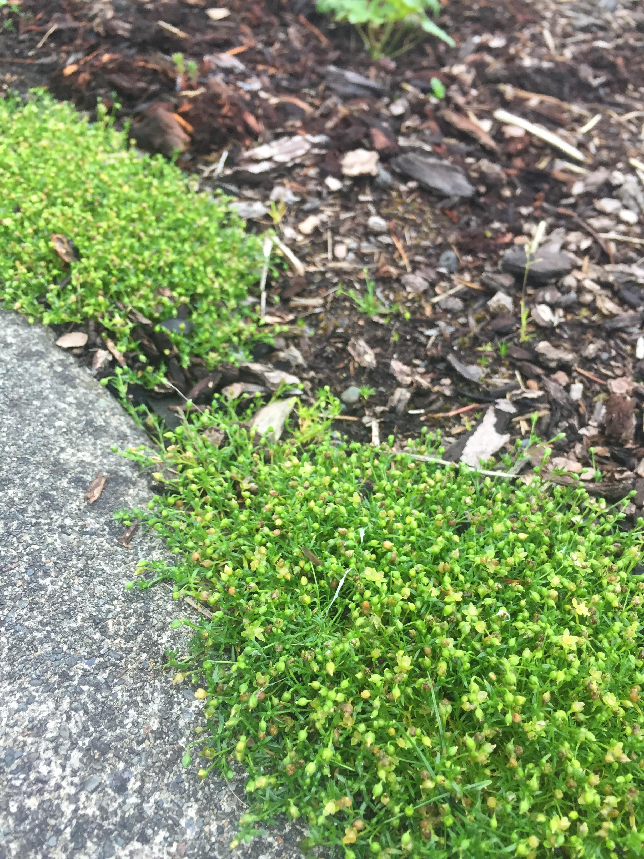 Zone 8b friendly ground cover or aggressive weed? r/whatsthisplant
