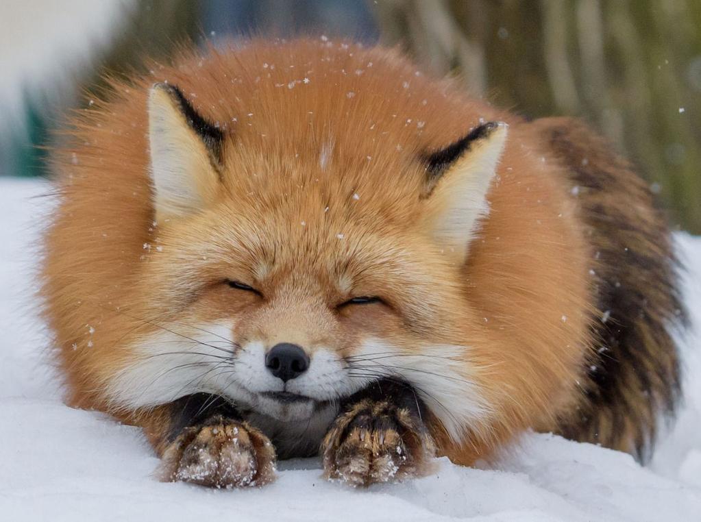 Floofy r/foxes