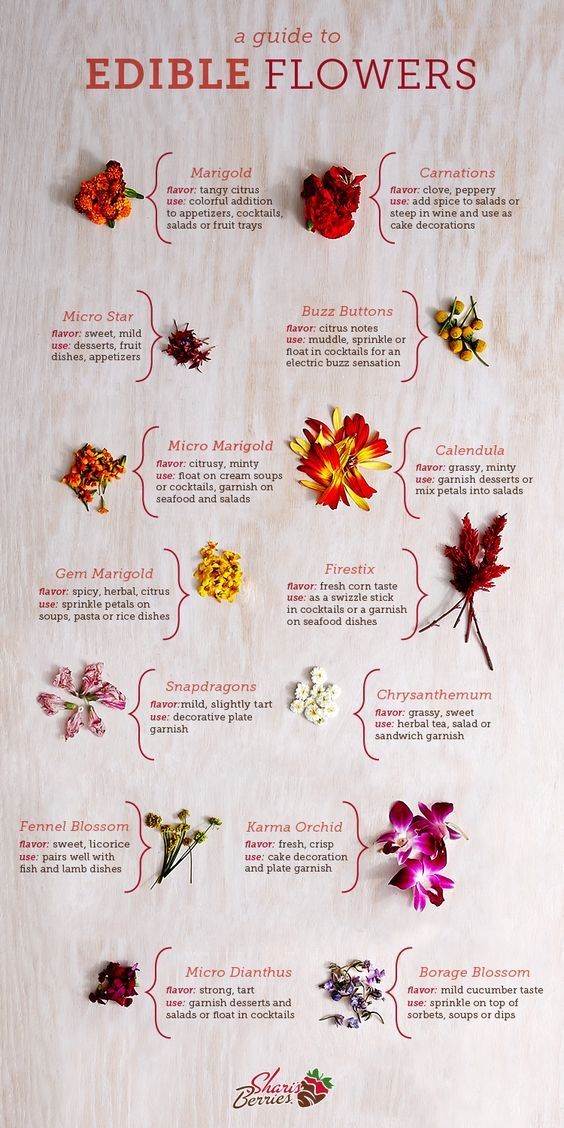Edible Flowers coolguides