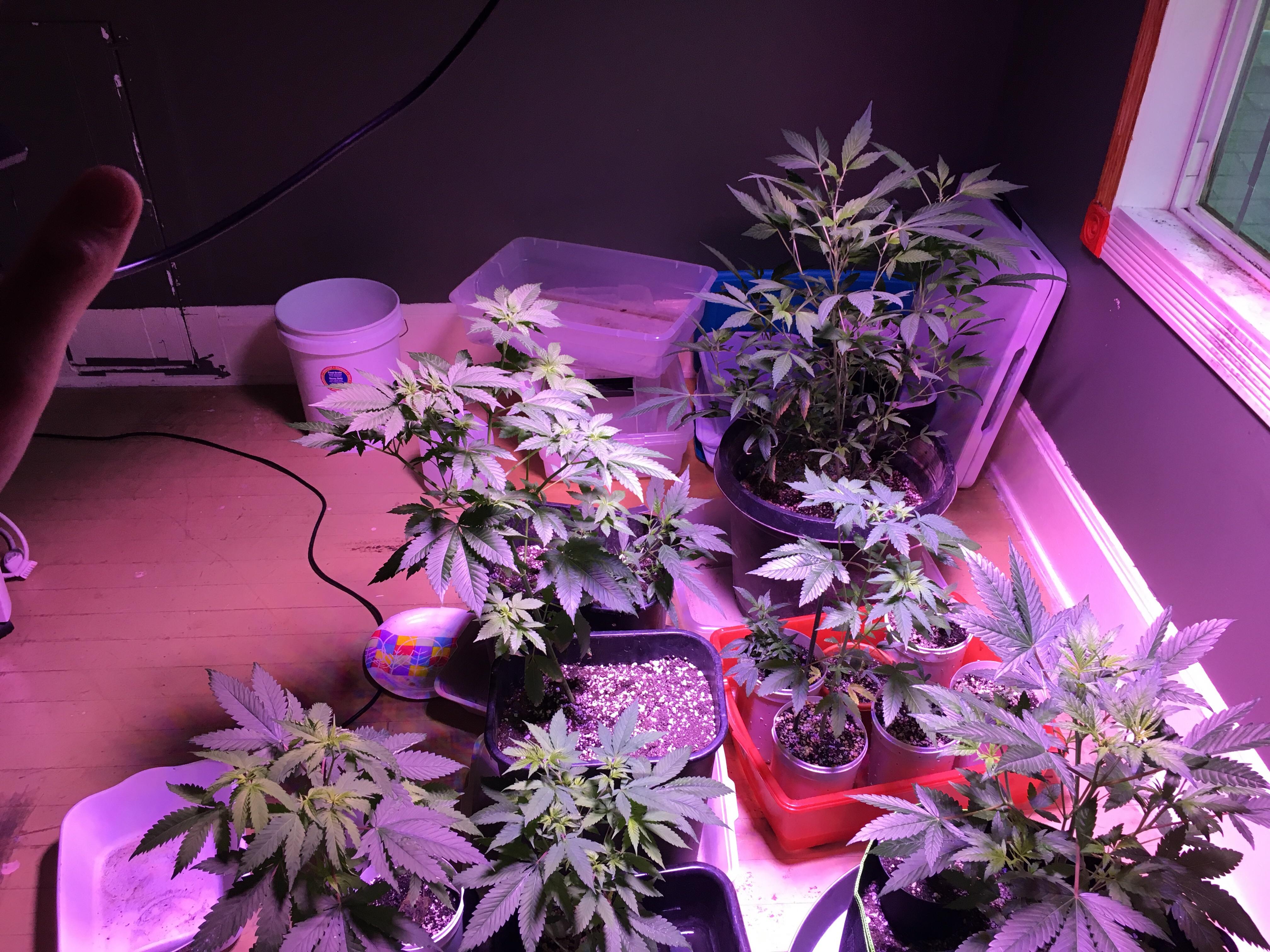What’s the best place to acquire auto flowering seeds? r/Autoflowers