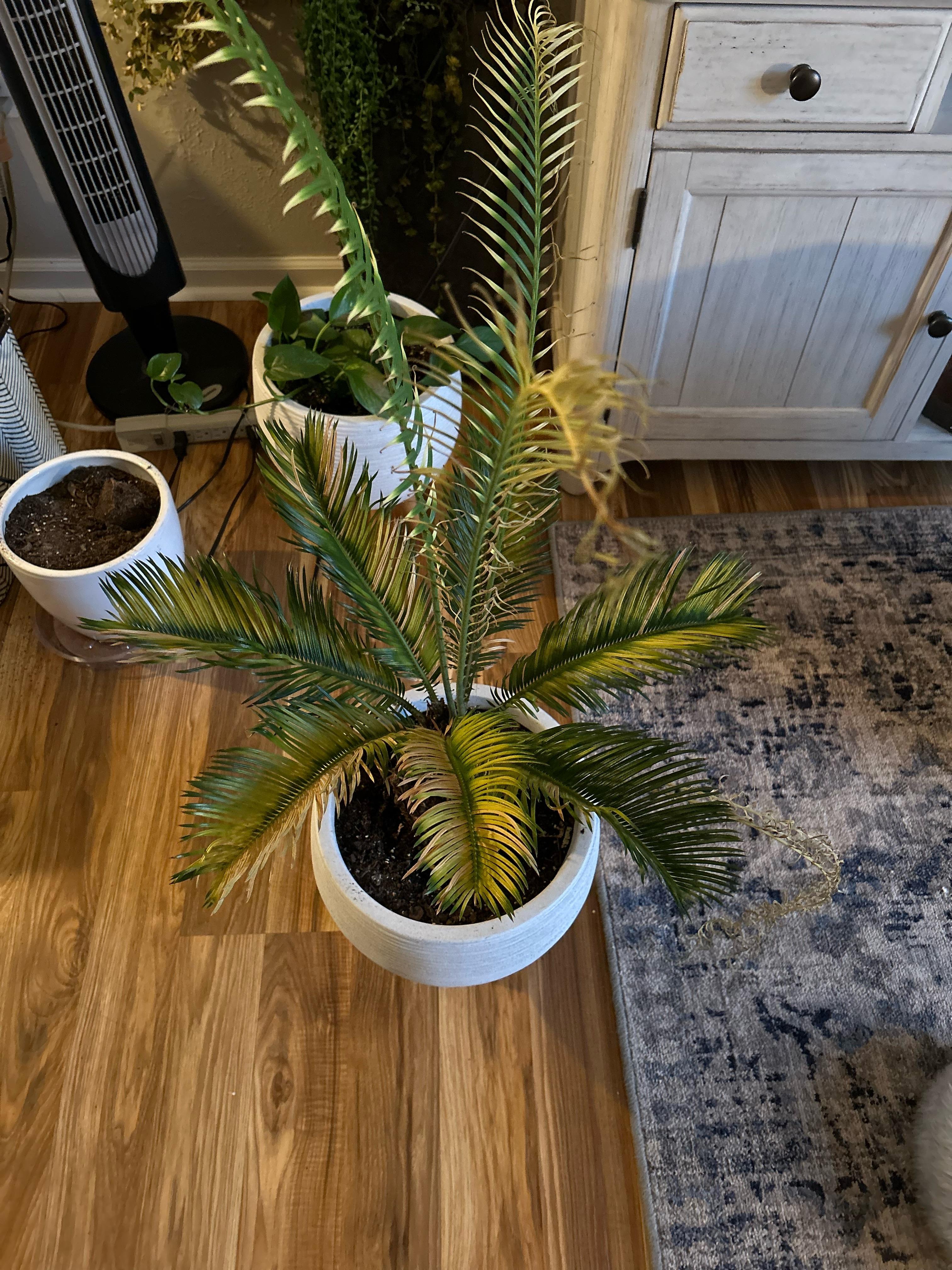 Help! r/houseplants
