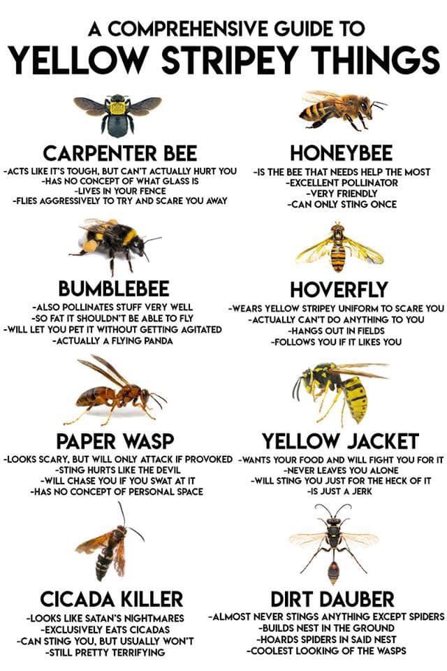 After reading this I now would like to pet a bumblebee r/coolguides