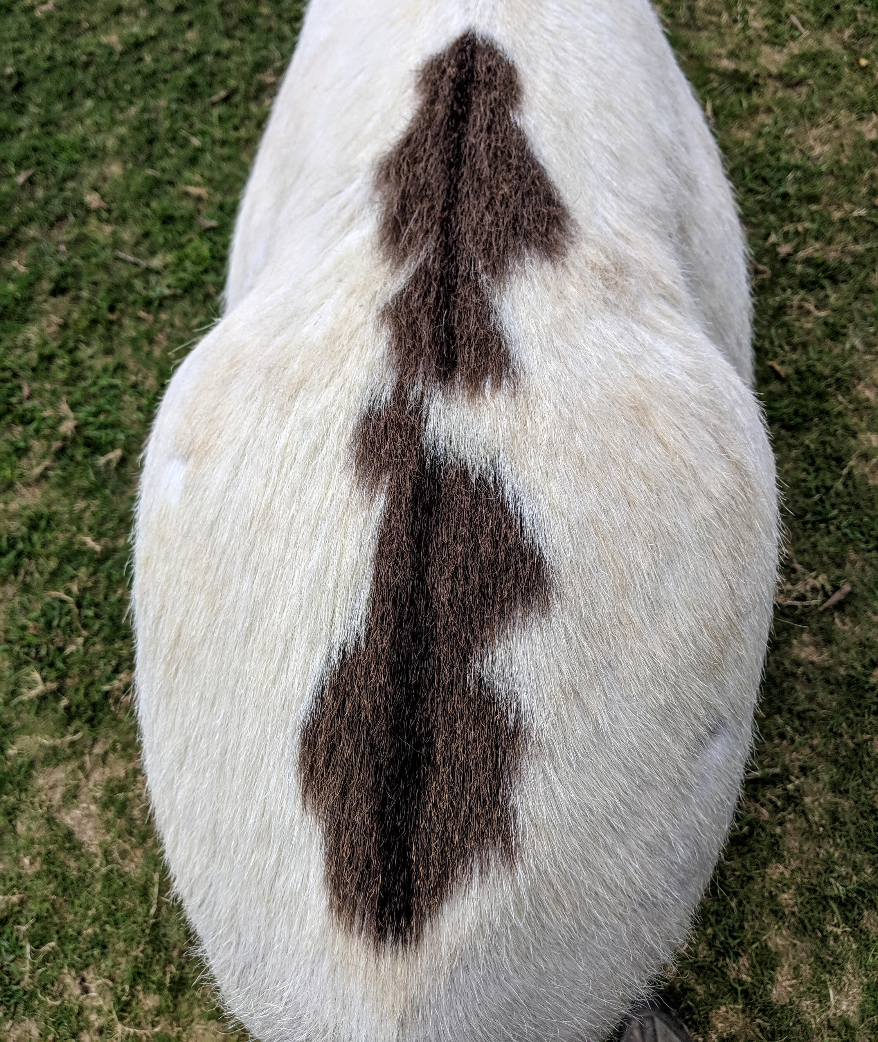 Sully's dorsal stripe running through his minimal markings. r/Horses