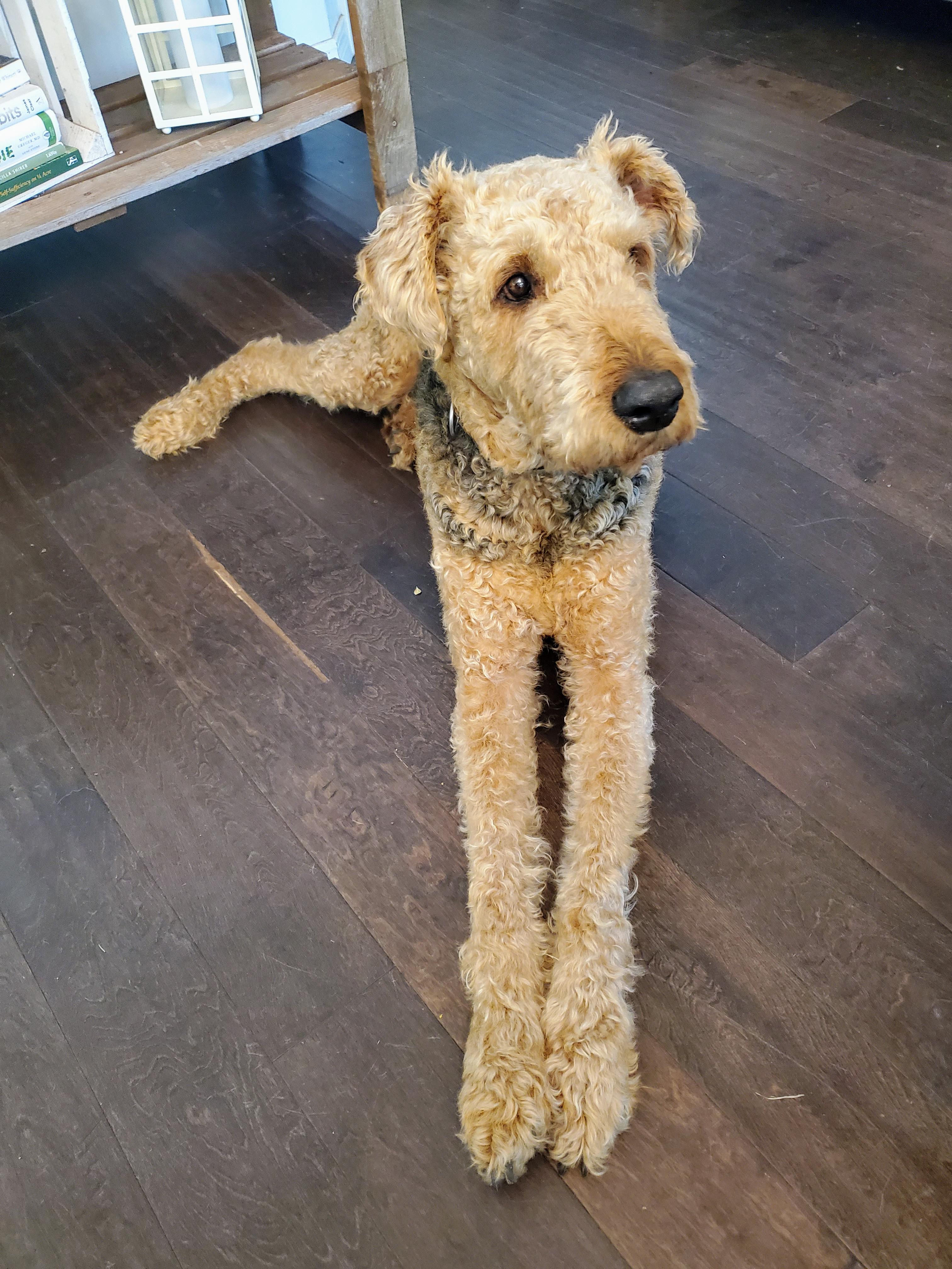 My dog looks like he has abnormally long legs. r/WhatsWrongWithYourDog