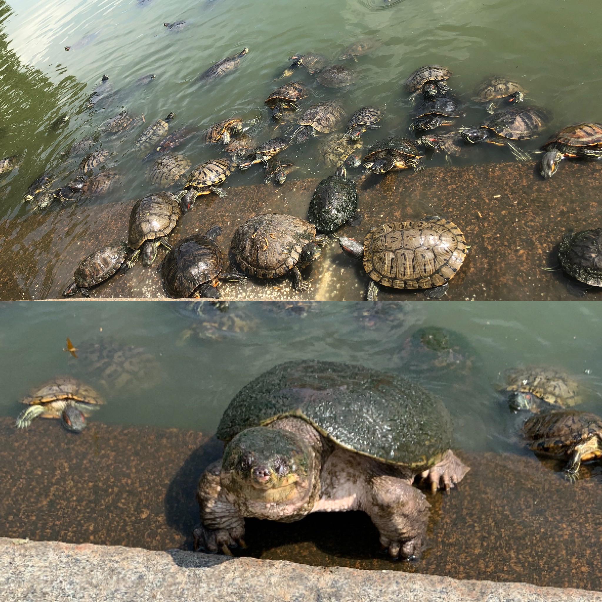 In Central Park NY! r/turtle