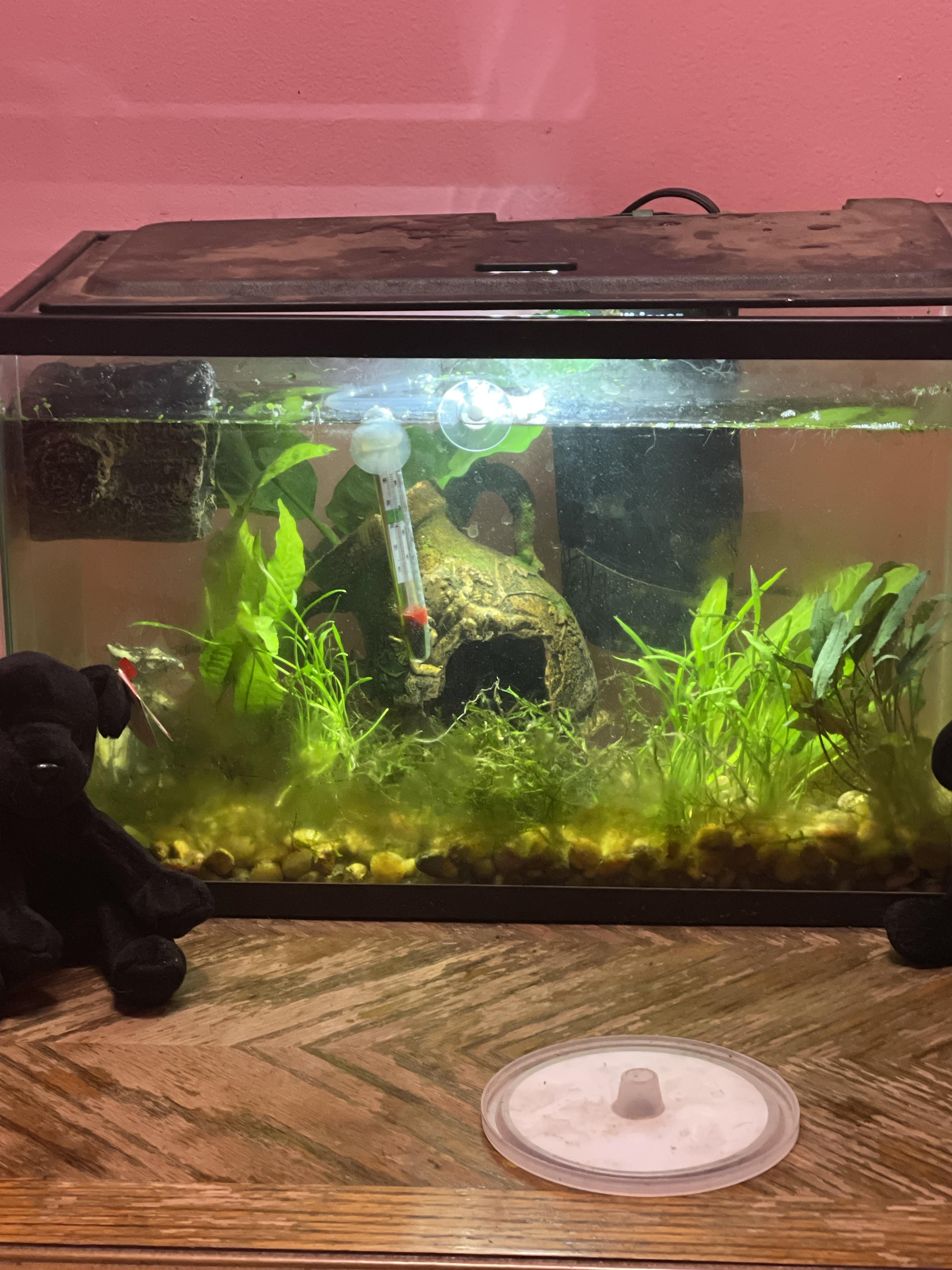 Fish tank review? Info in comments r/fishforthought
