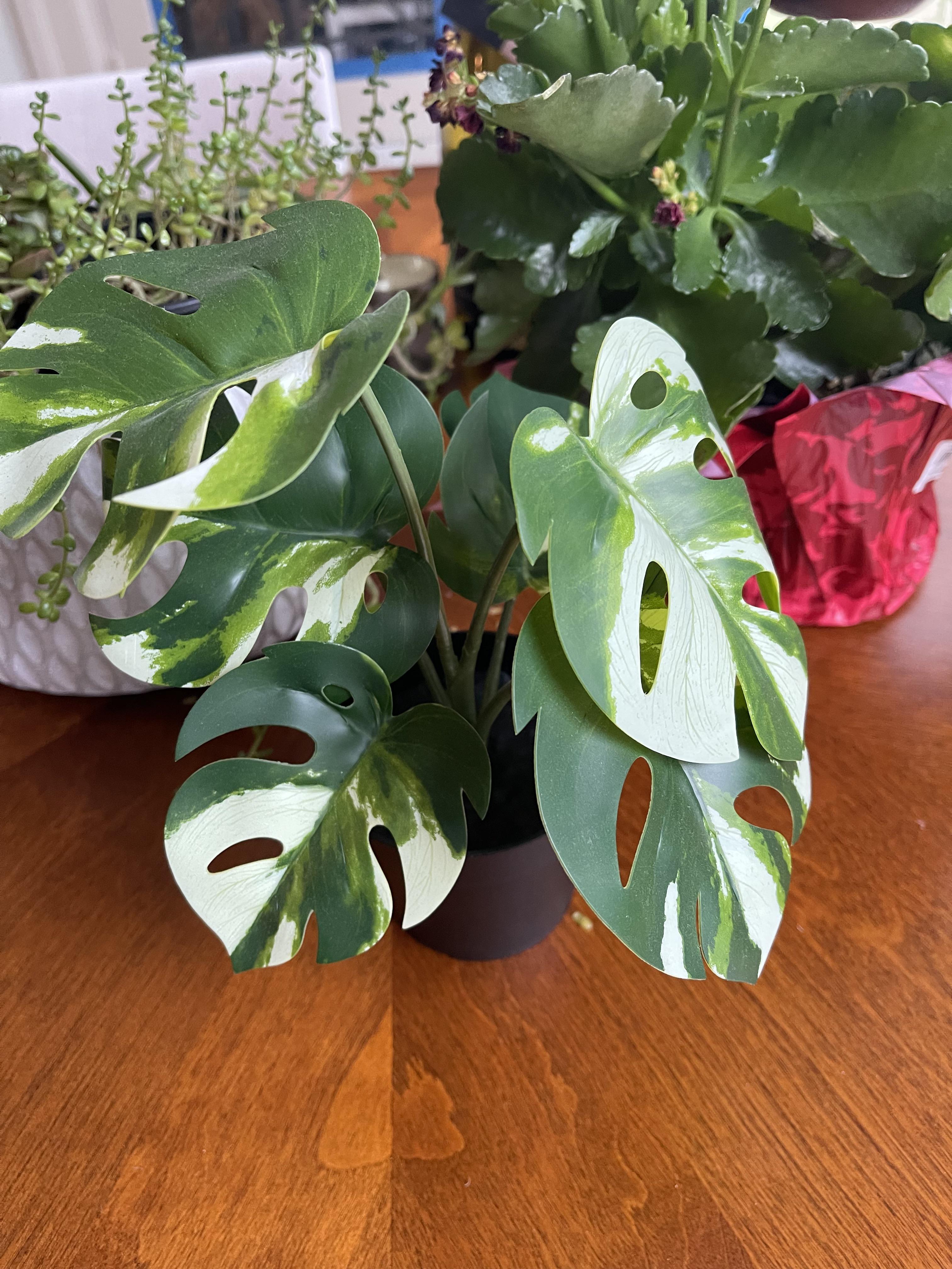 Variegated 3 inch at IKEA. Very inexpensive r/Monstera
