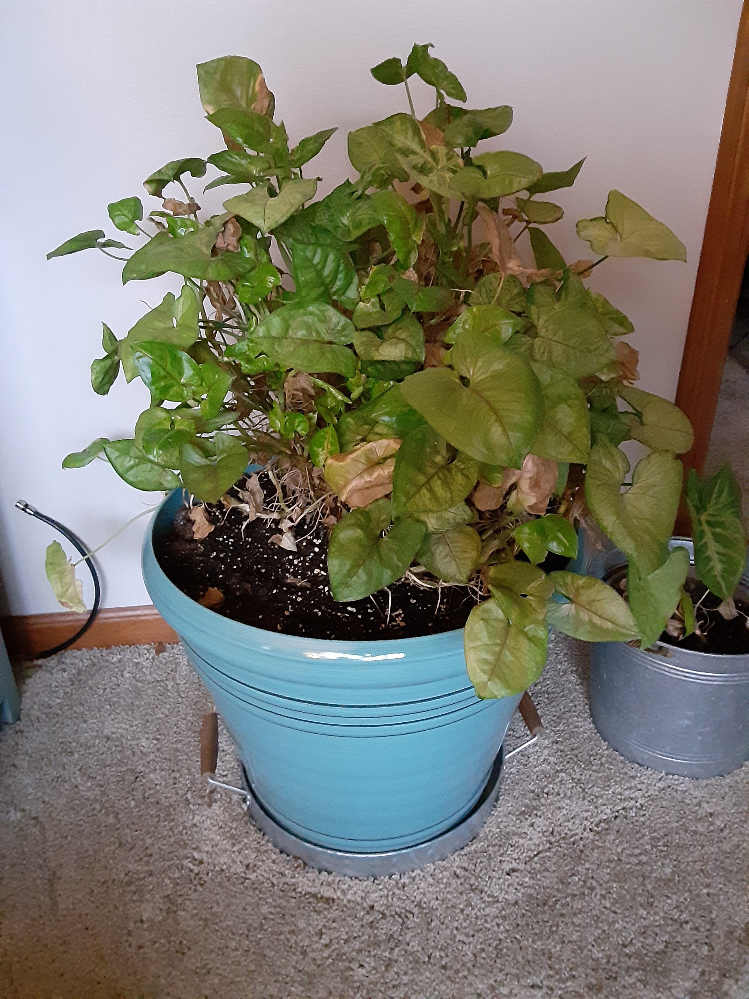 Repotted..not dying, but not growing r/plantclinic