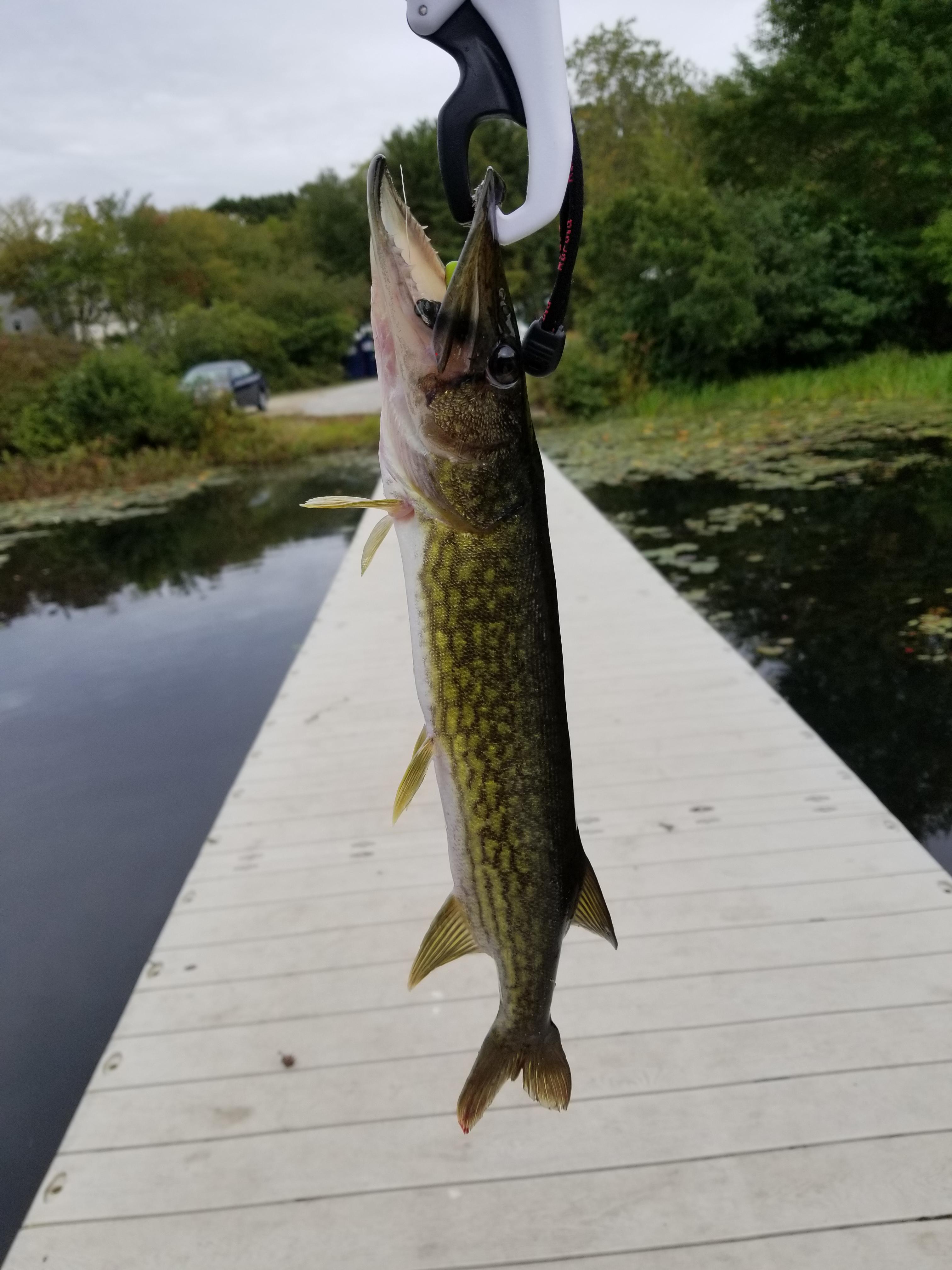 I don't know why Pickerel get so much hate. They're one of my favorite