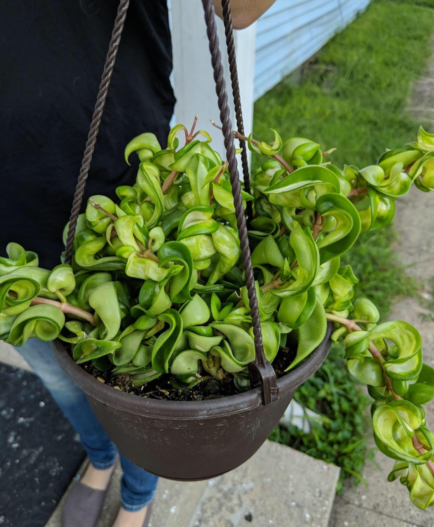 Found a 10 variegated Hoya at Lowe’s today! Super excited to cross