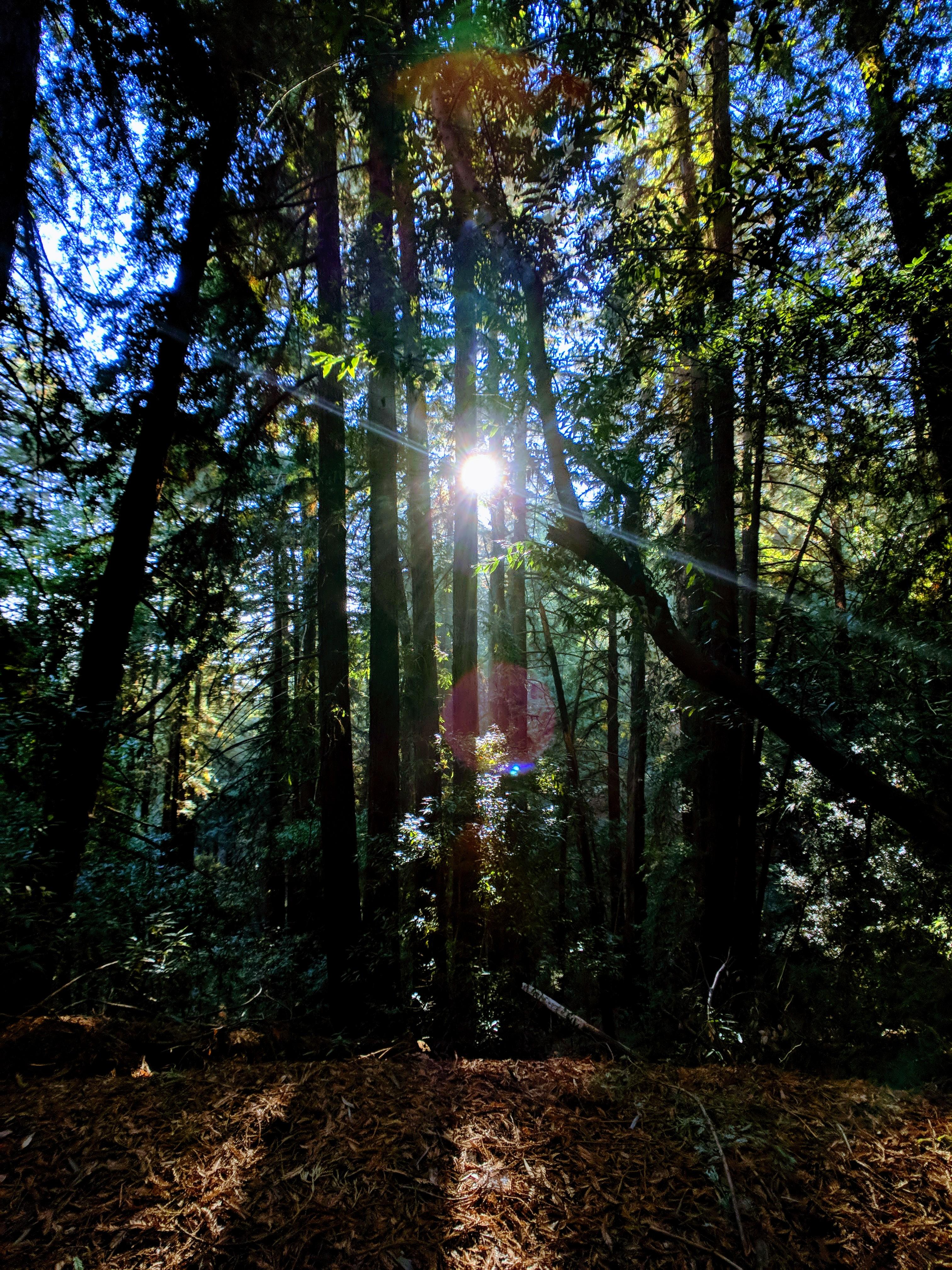 Wunderlich County Park Woodside, CA AmateurEarthPorn