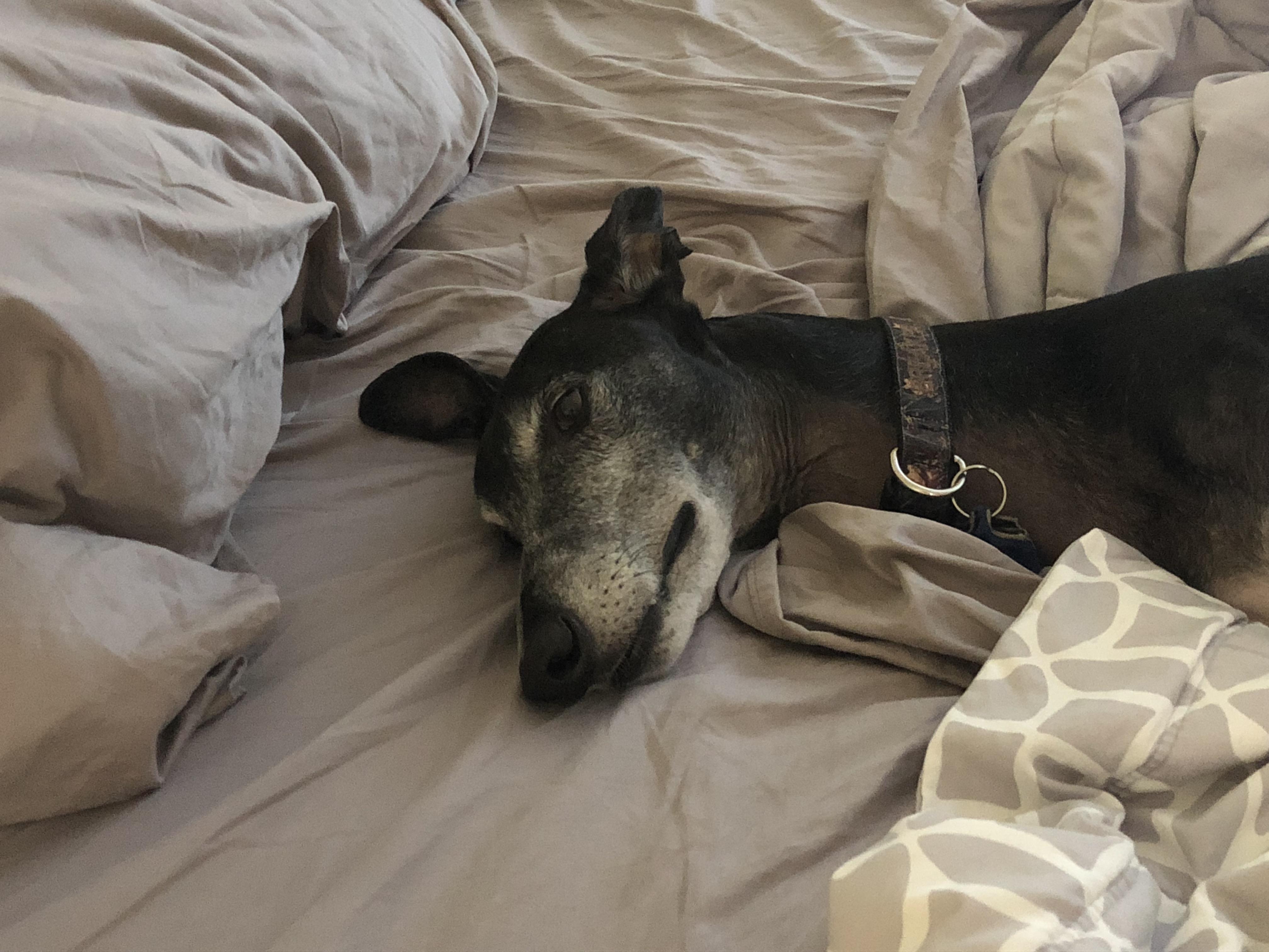I’m failing at my “No Dogs on the Bed” rule... r/dogpictures