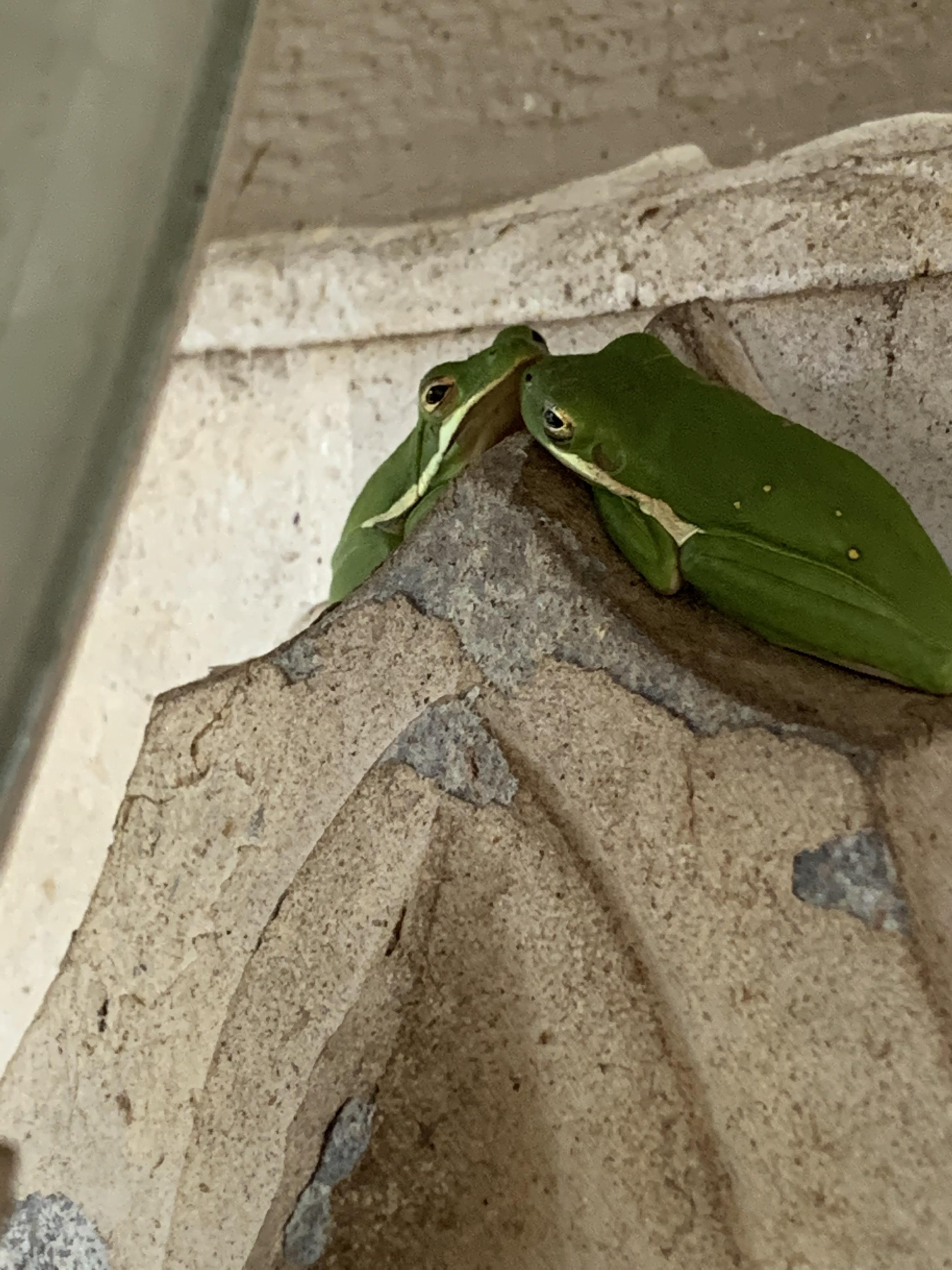 These frogs on my porch must be in love r/frogs