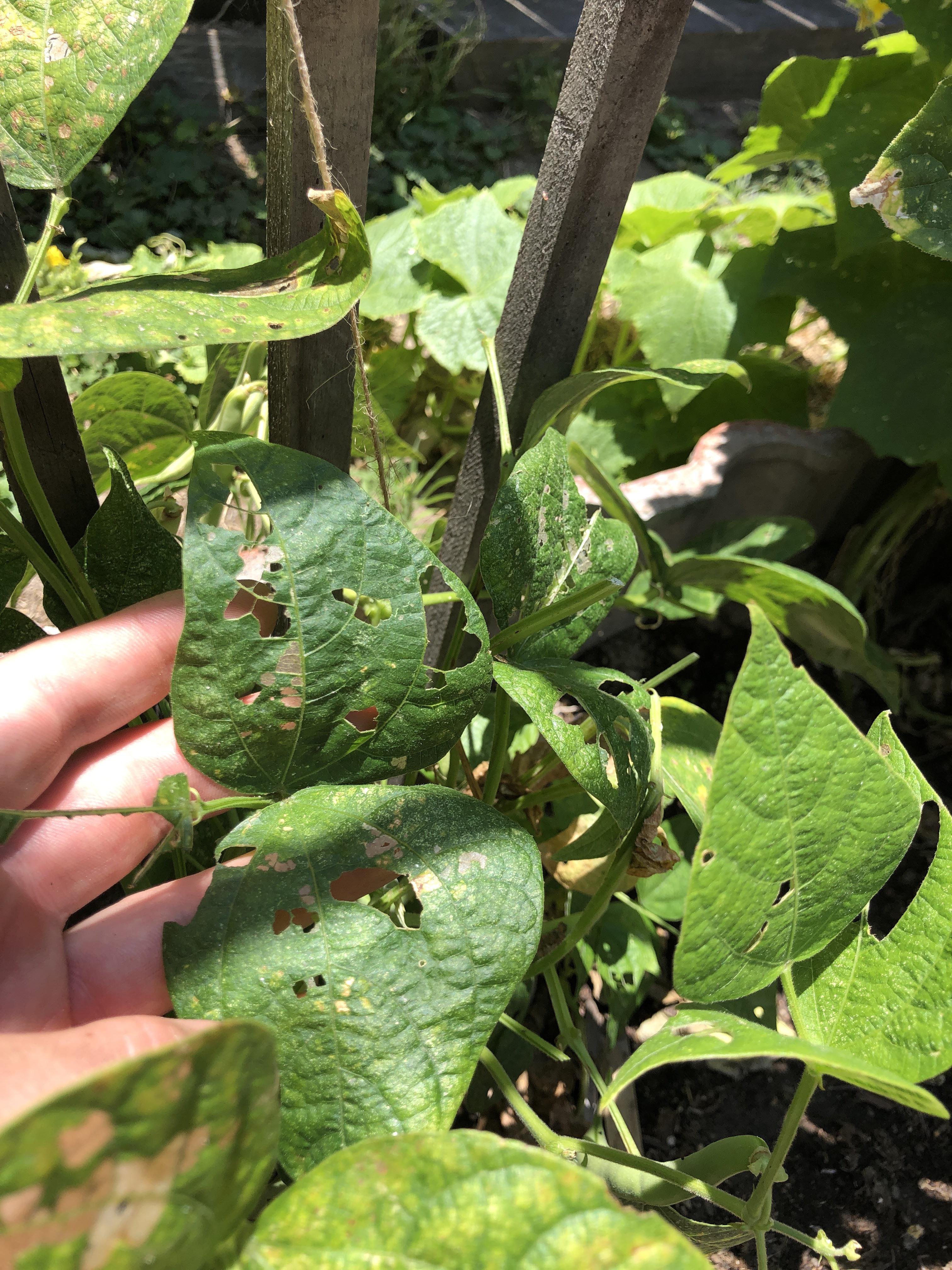 HELP! Can anyone tell what’s eating my green been leaves? It’s also