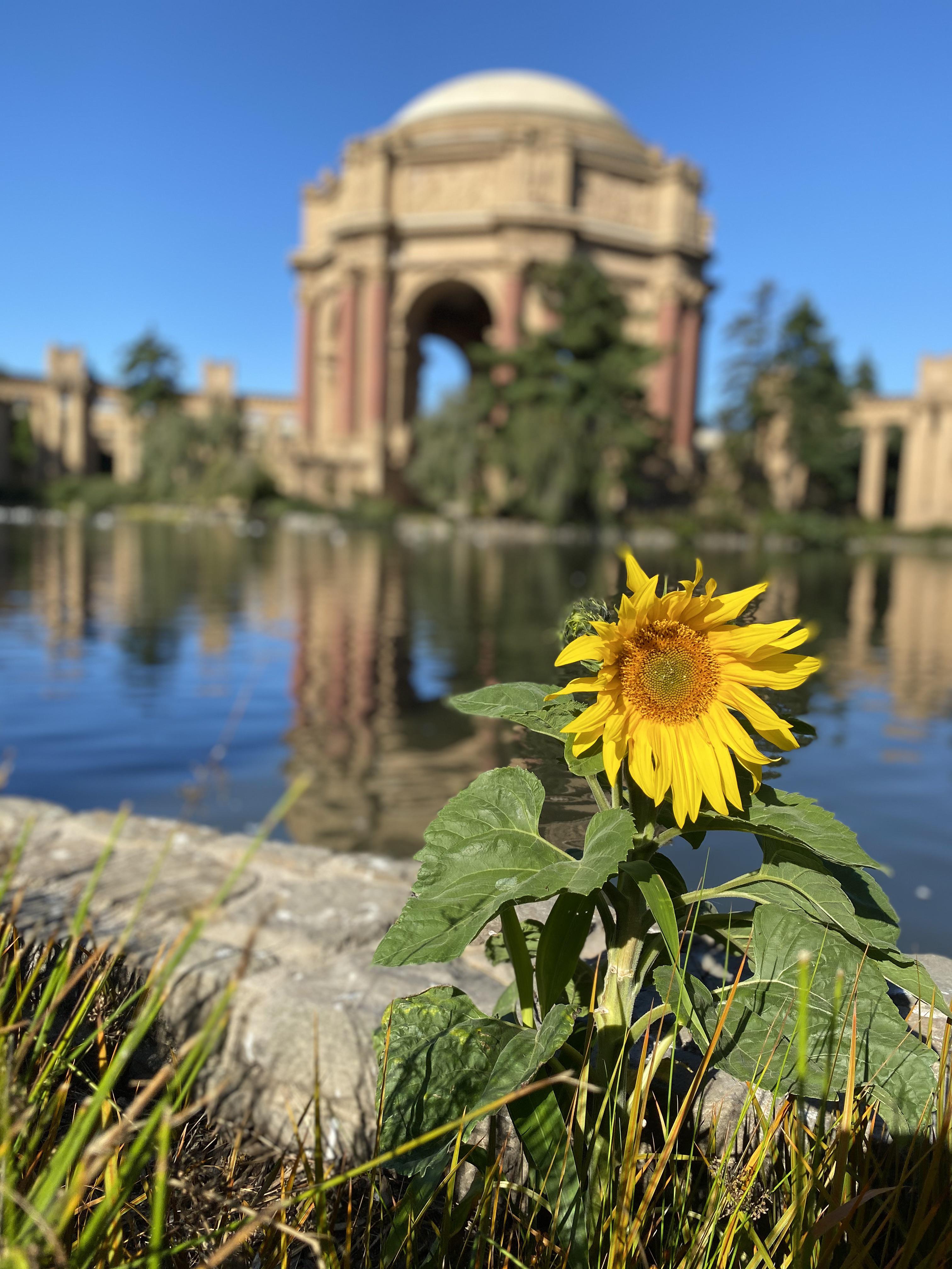 Sunflower in San Francisco r/iPhone11