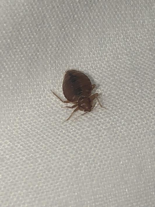 just found this on hotel pillow. reddish color and marking looks like a