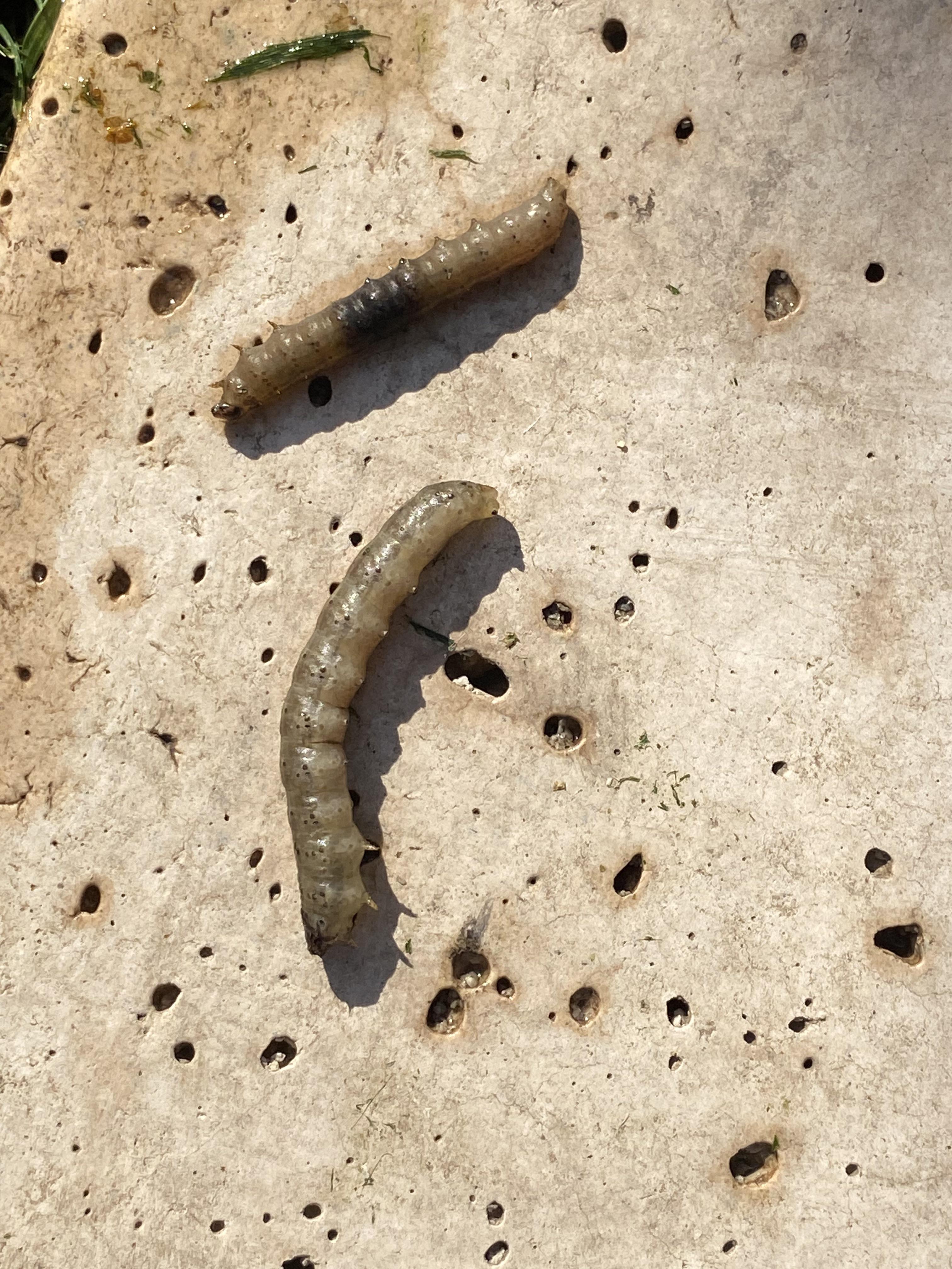 Hello users!, the other day I’ve seen some ¿caterpillars? In my pool, I