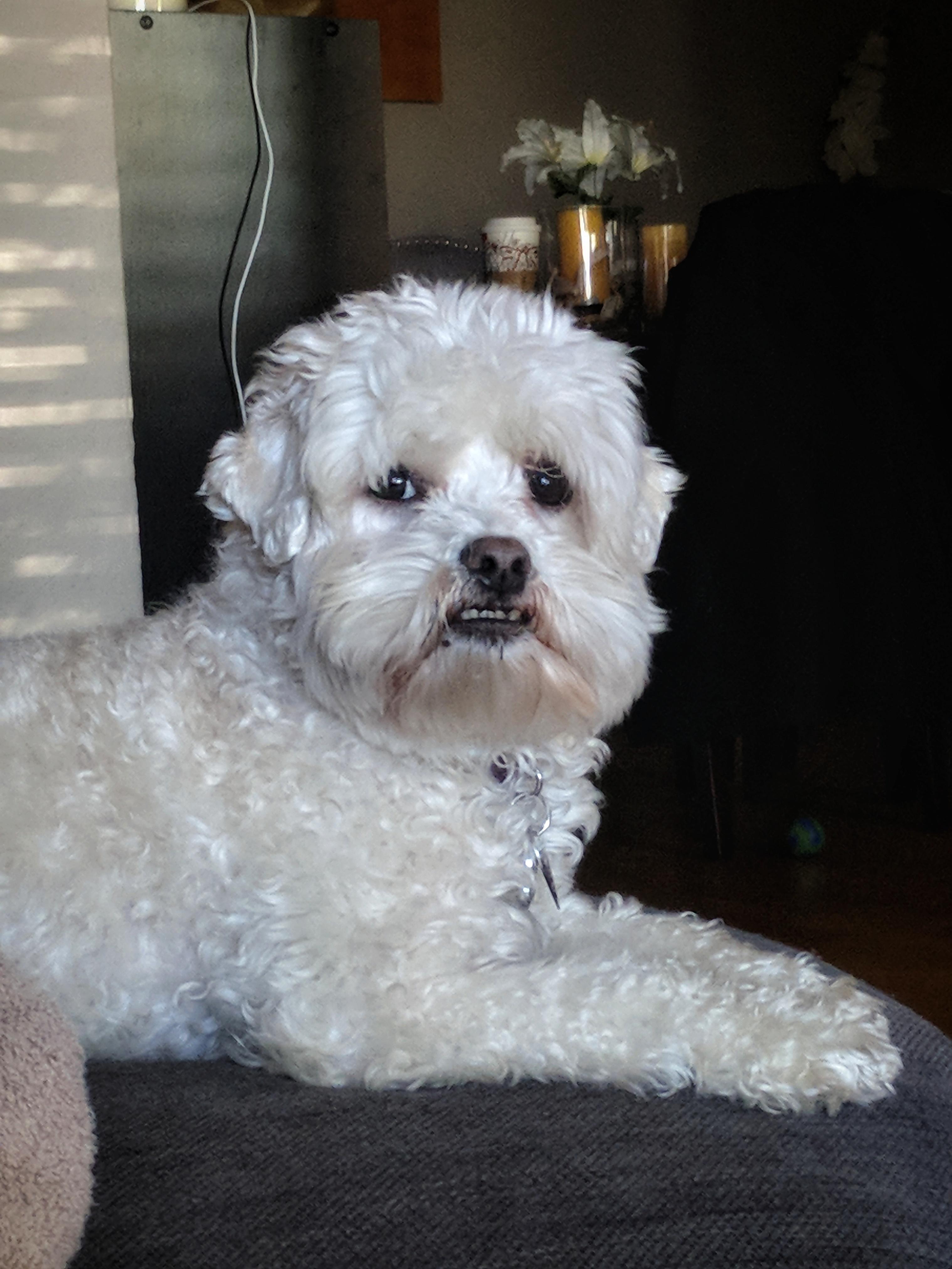 Dog wont stop staring at me r/aww