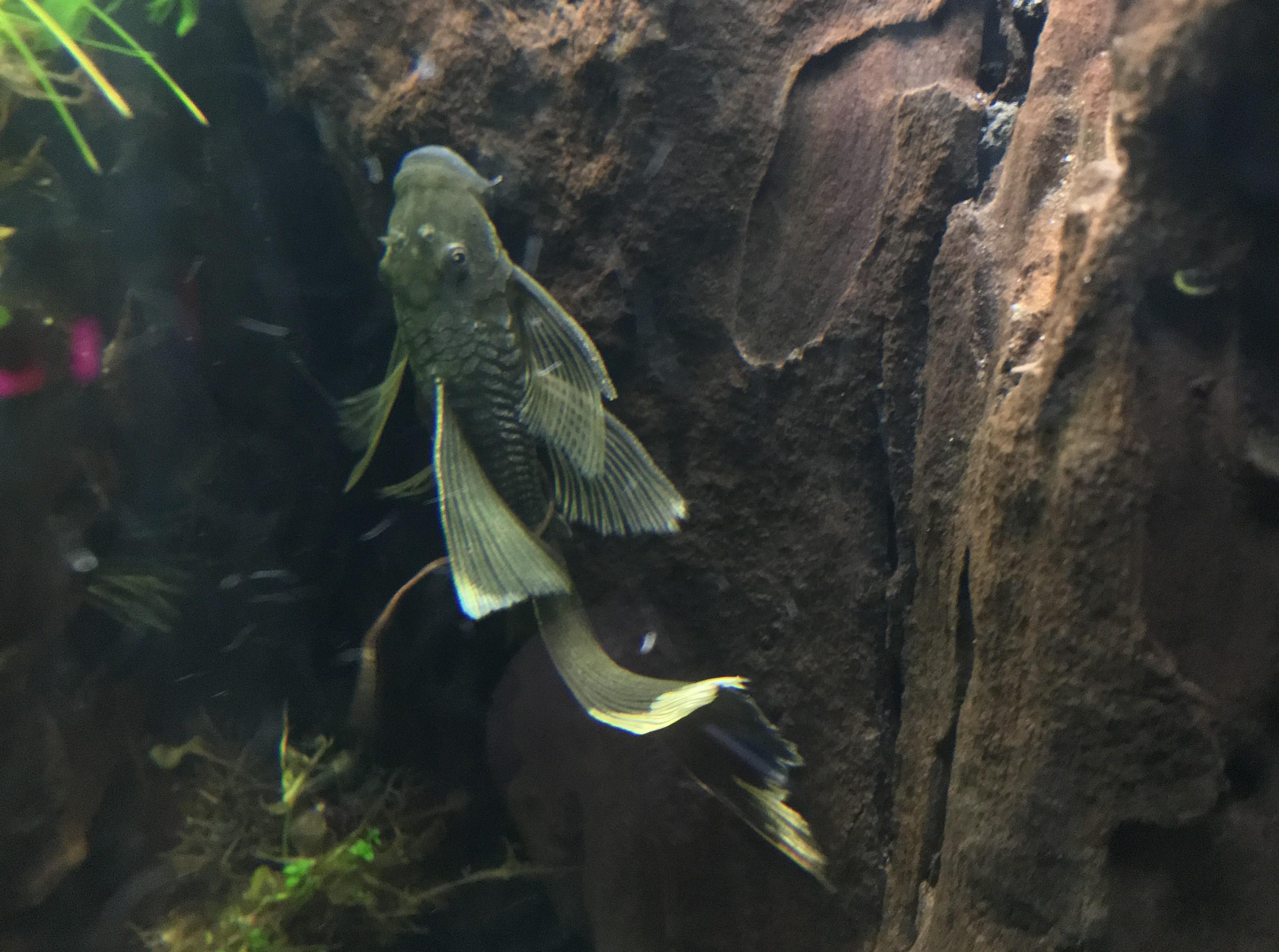 Longfin Pleco