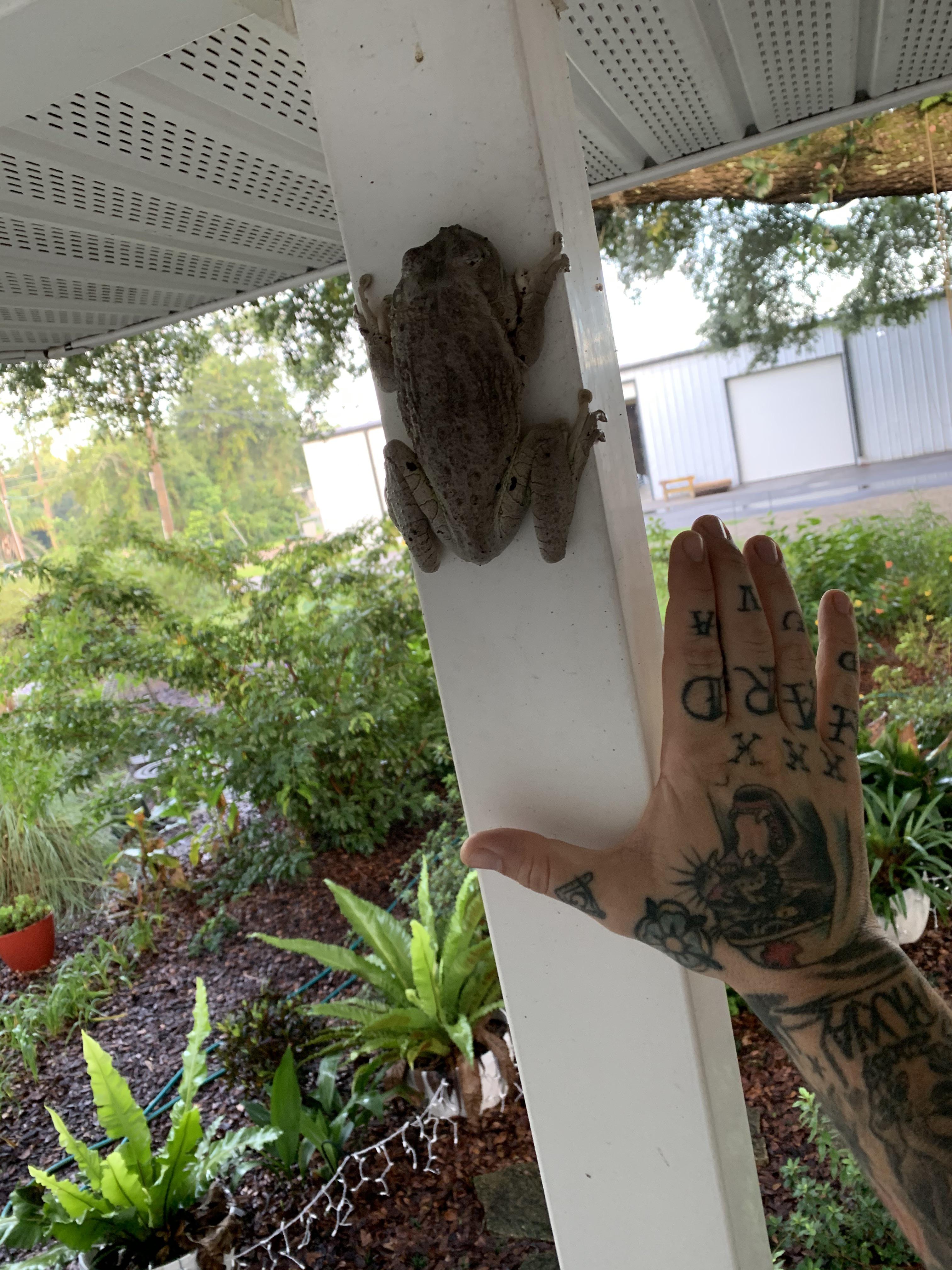 🔥 this really big frog I found here in northeast Florida. r