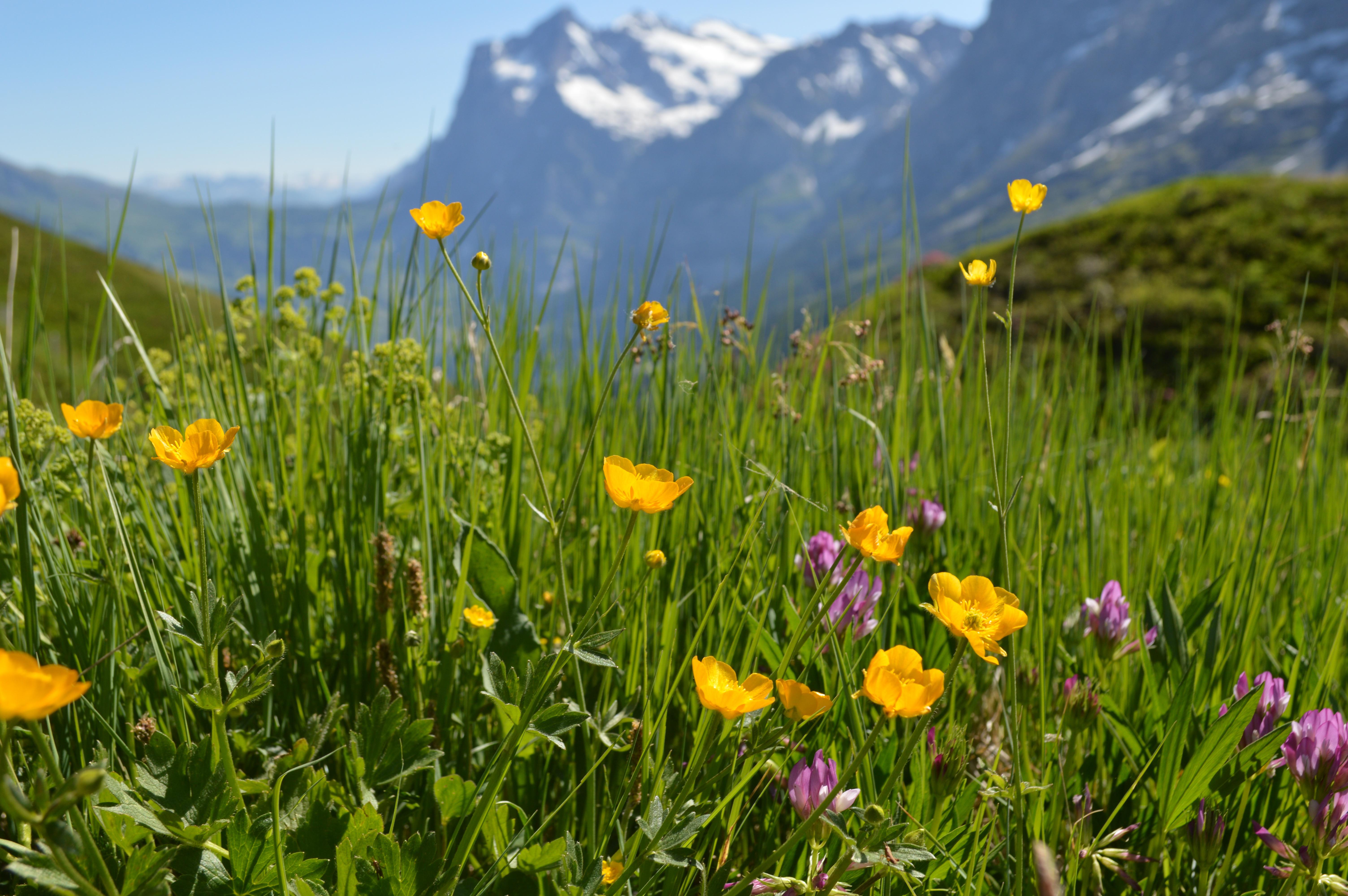 Wildflowers, Switzerland [OC] [6016X4000] r/EarthPorn