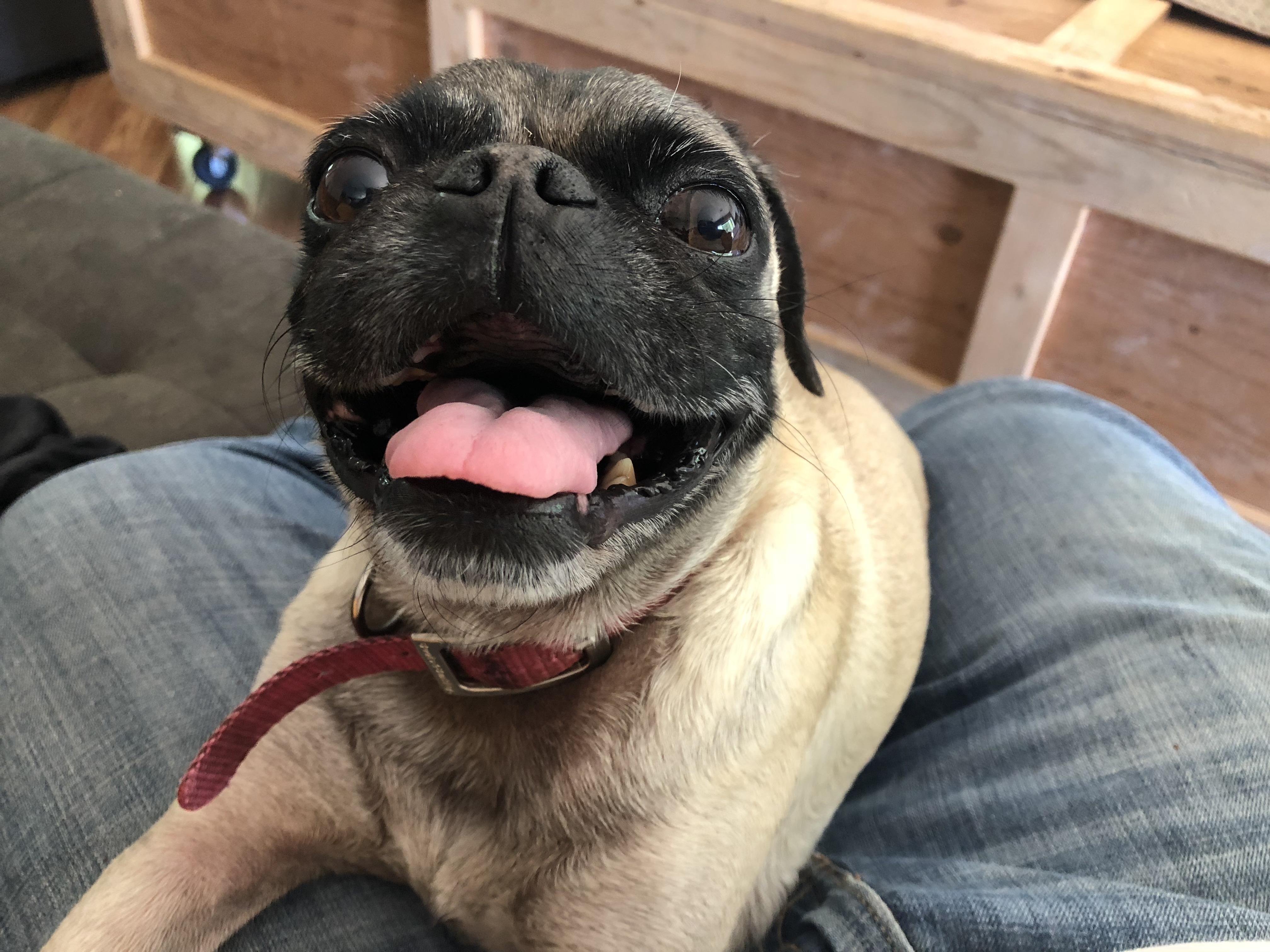 Why are pugs the best dogs ever r/pugs