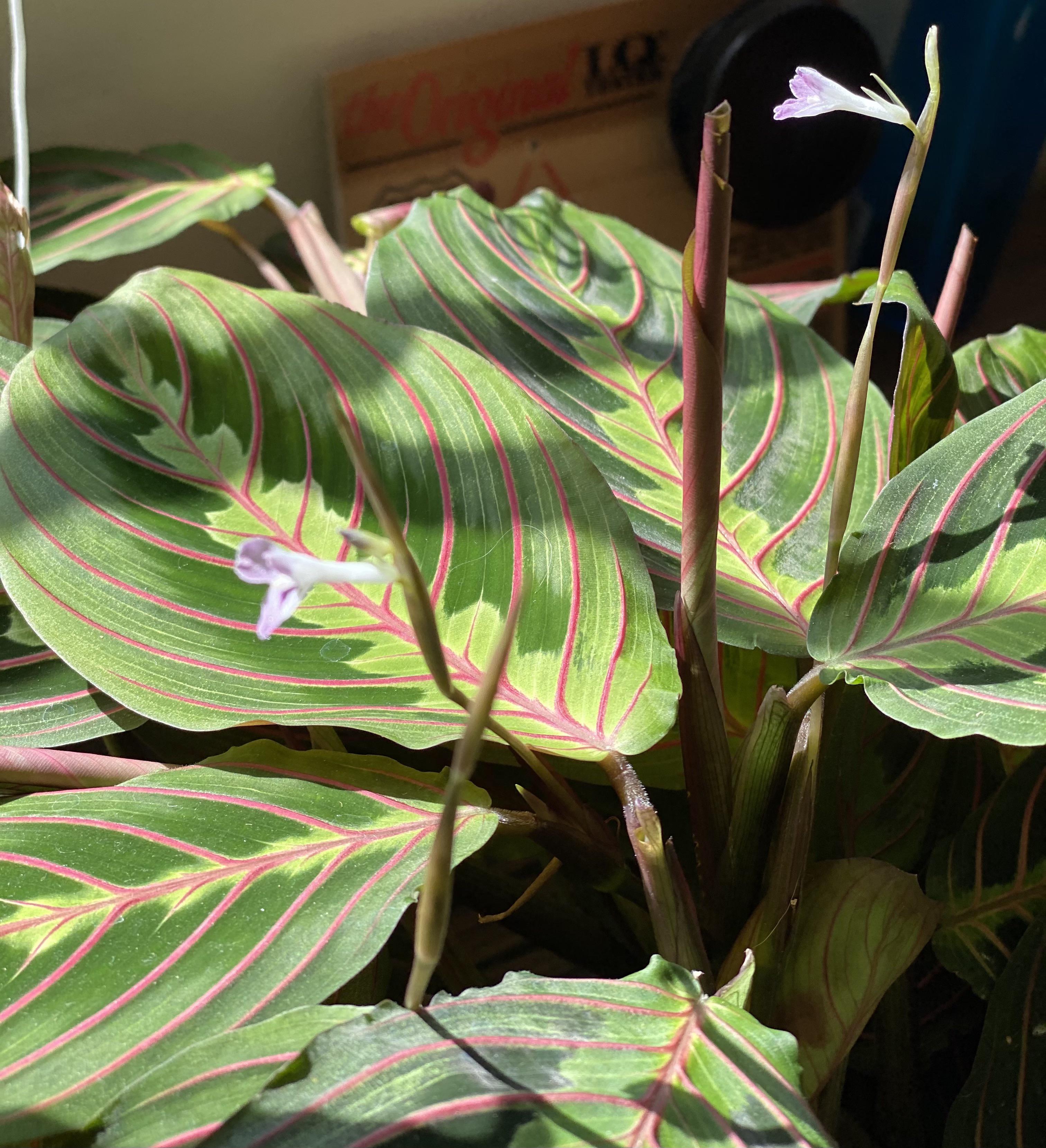 Collection 93+ Pictures Pictures Of Prayer Plants Superb