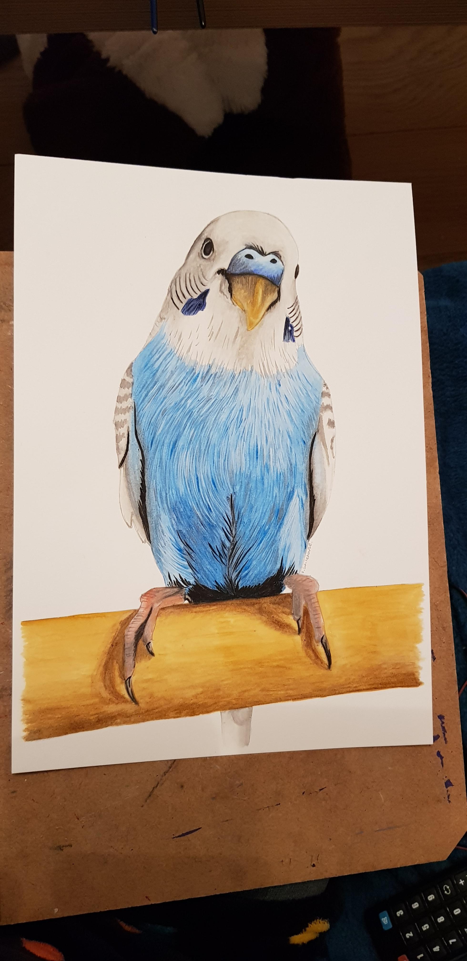 A painting i did of my rescue budgie Blue ^_^ im a pet portrait artist