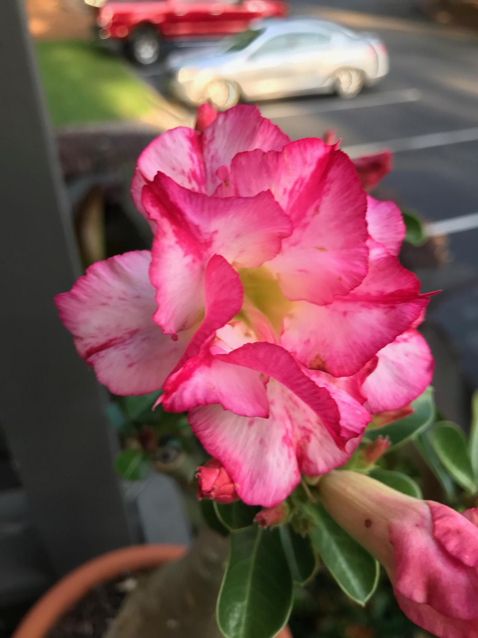 First bloom of the year on my desert rose bonsai r/gardening