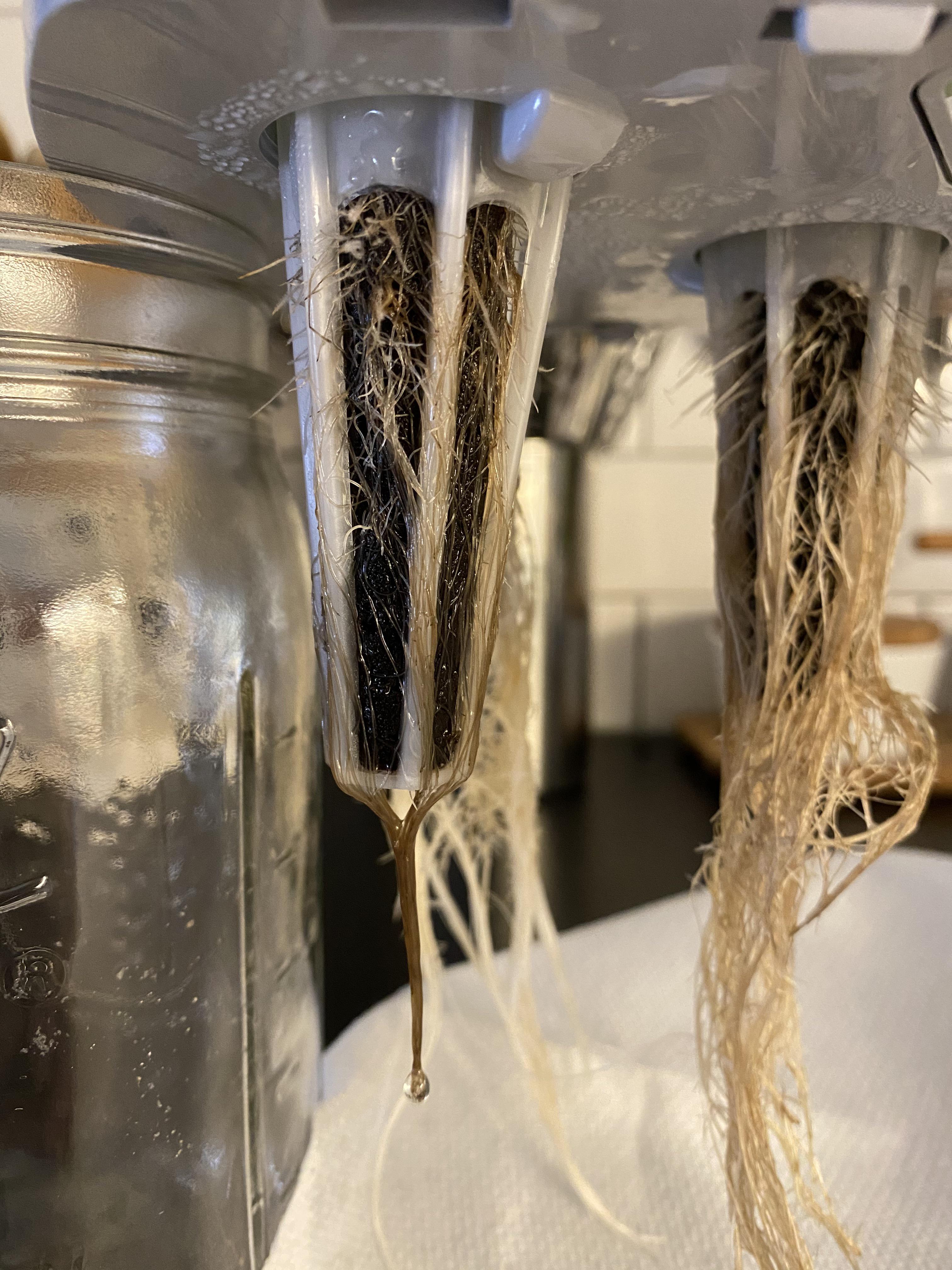 Root rot at 45 days? aerogarden
