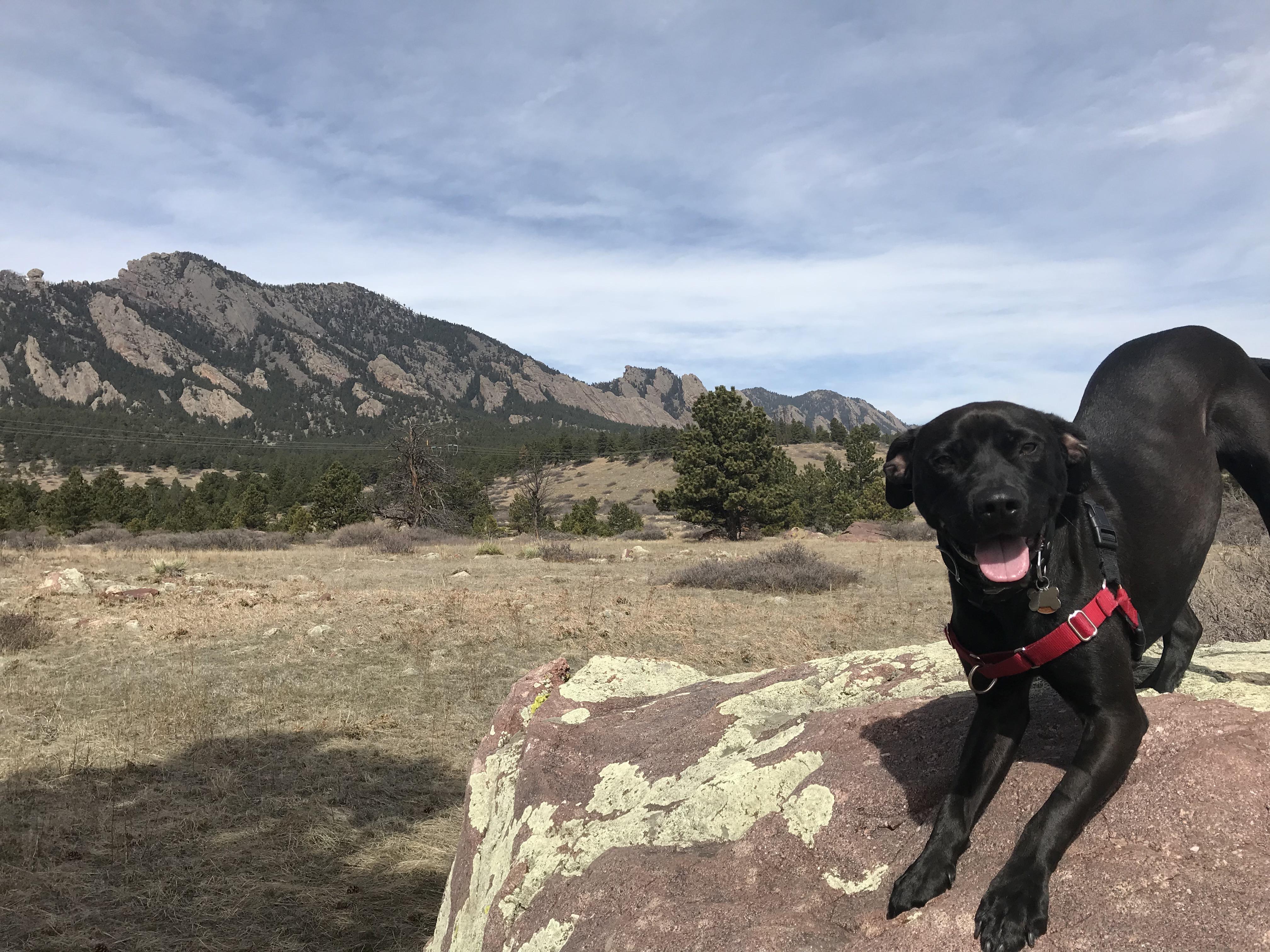 Odin....the dog of dogs, hiking Boulder CO. r/pics