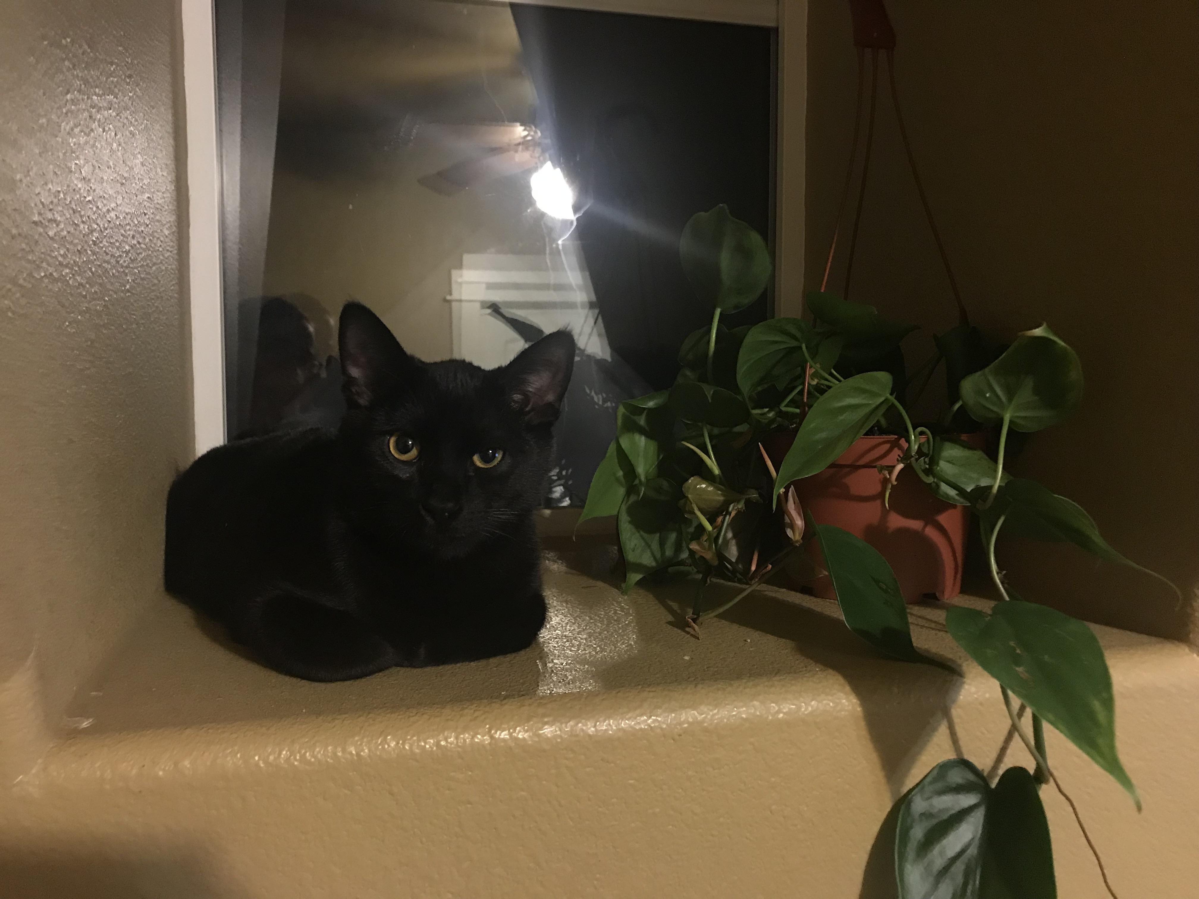 r/cats meets r/houseplants r/houseplants