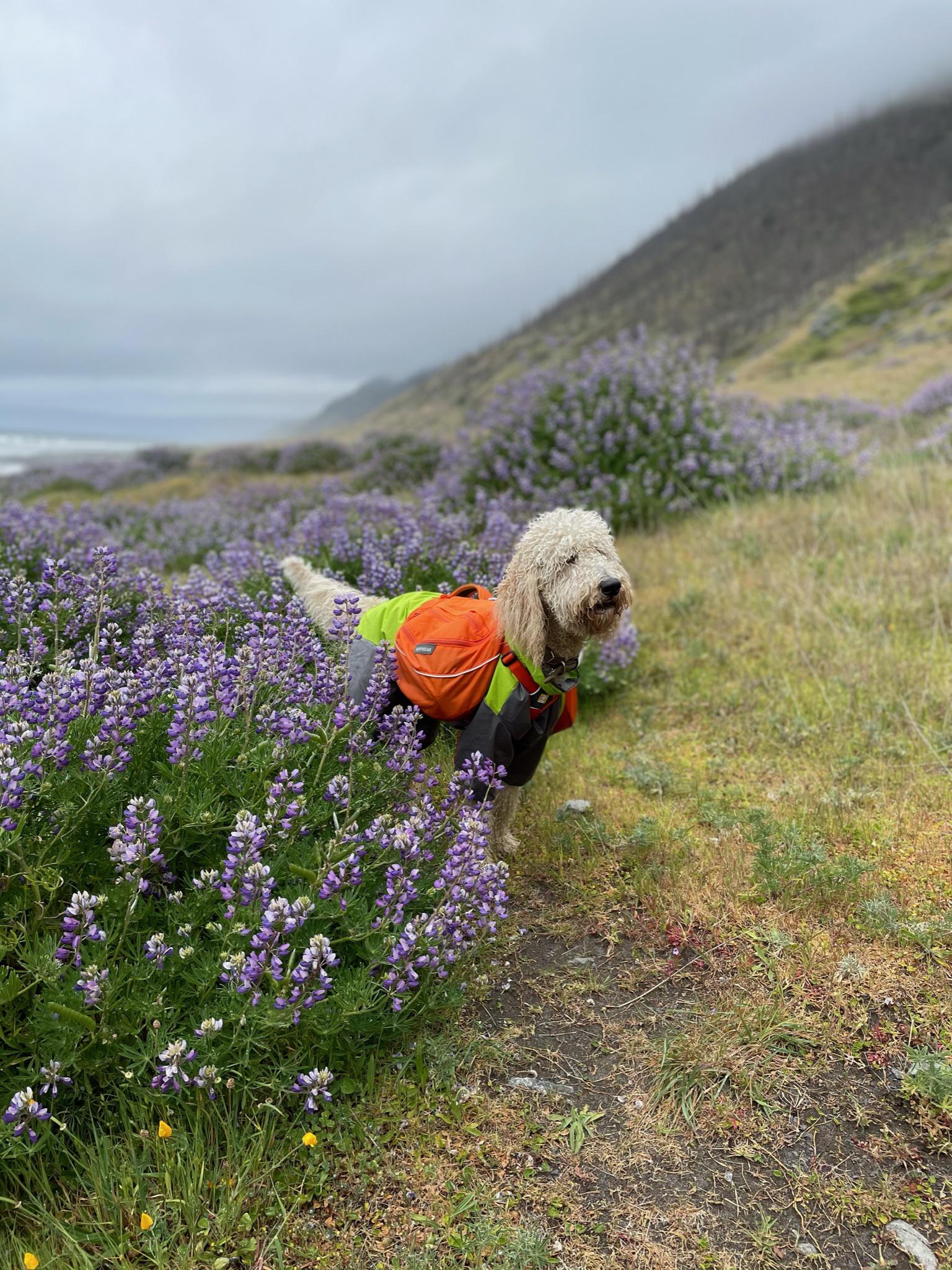 Labradoodle hiked the Lost Coast Trail (raincoat and backpack pictured