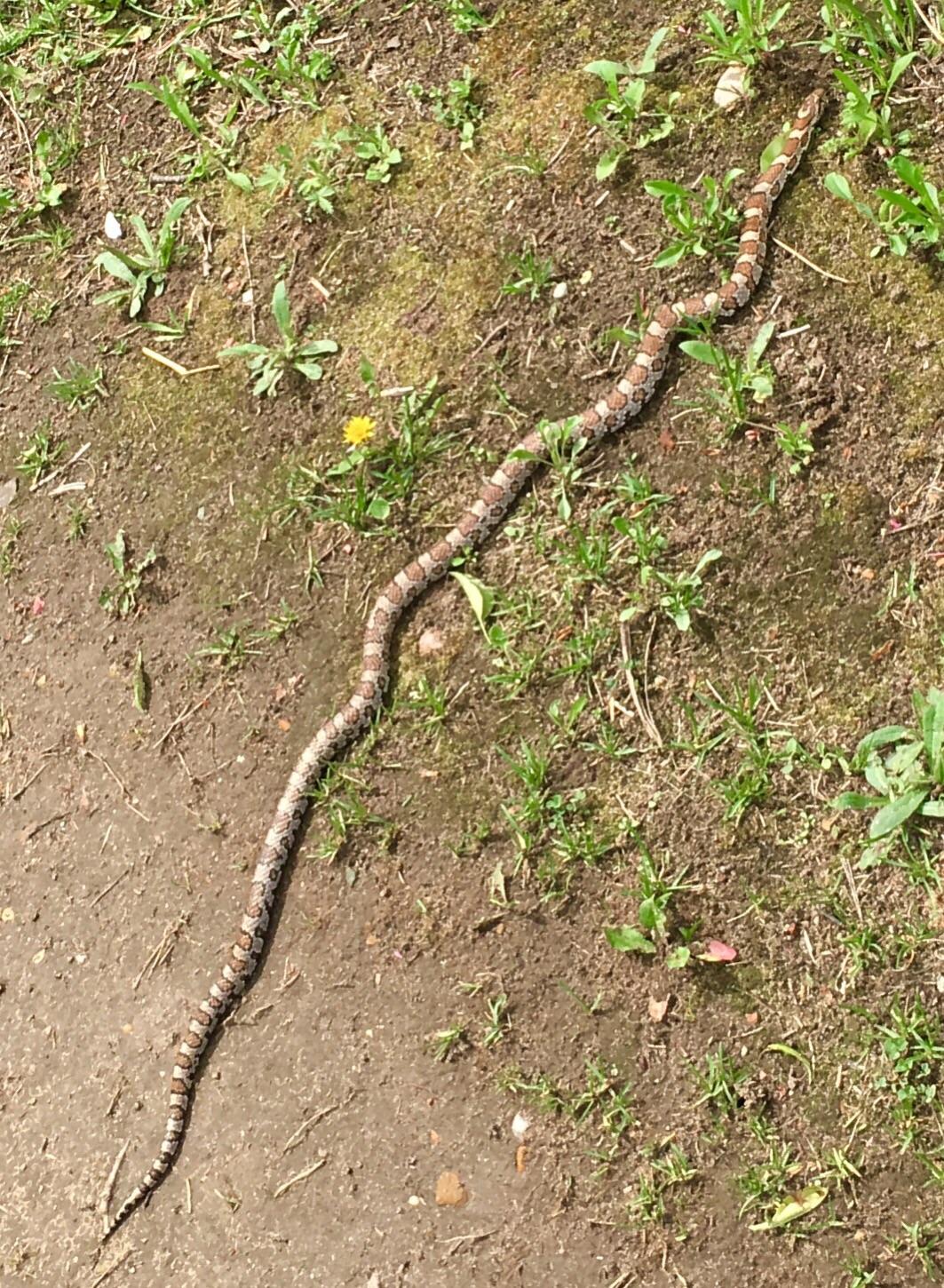 Is this a juvenile Eastern Rattlesnake? r/snakes
