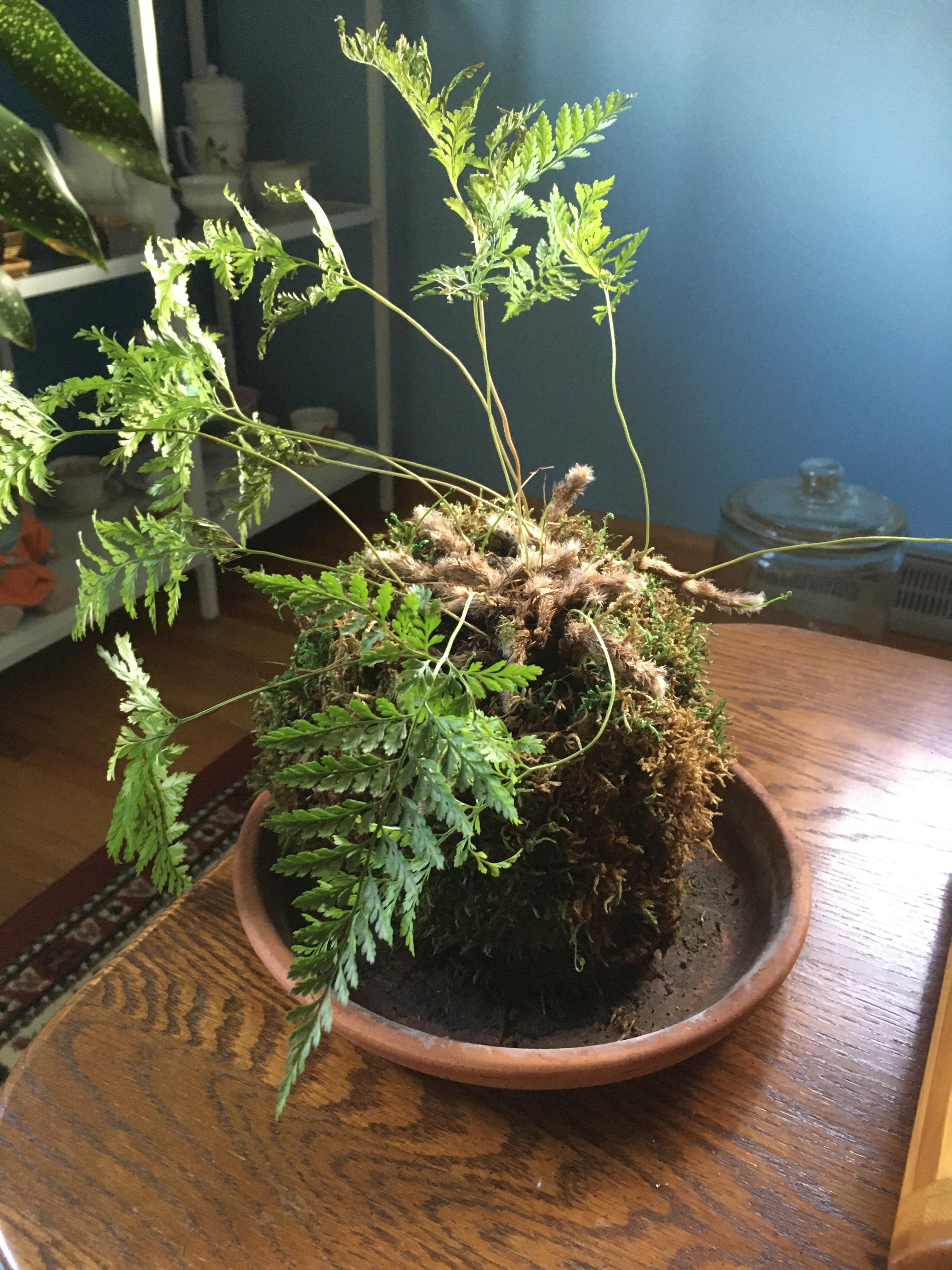 Rabbitfoot Fern in Kokedama not doing well??? r/plantclinic