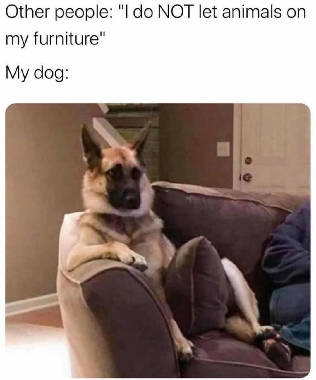 Just chilling on the couch r/memes