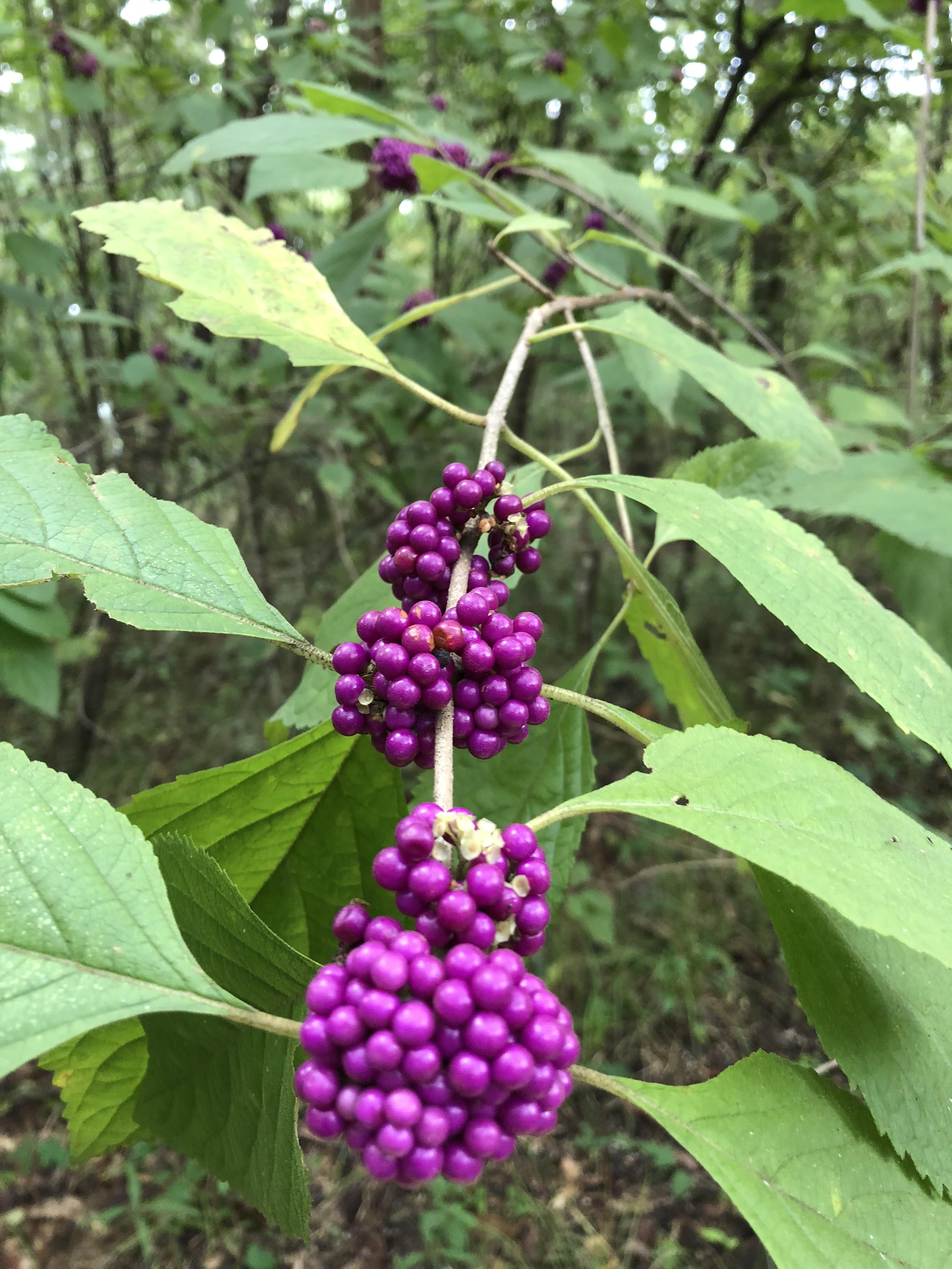 In Southern Louisiana growing in woods r/whatsthisplant