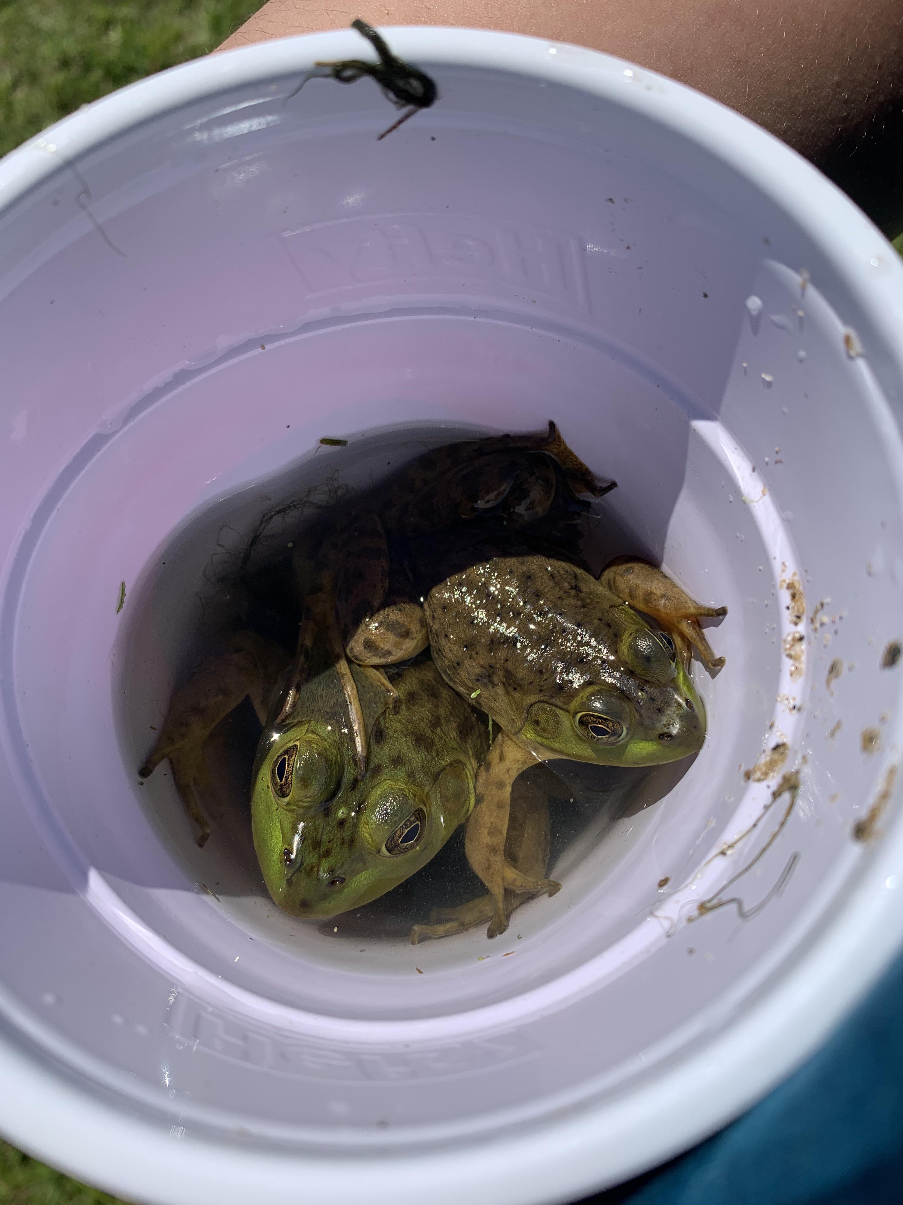 Frog ID? Northern Illinois r/herpetology