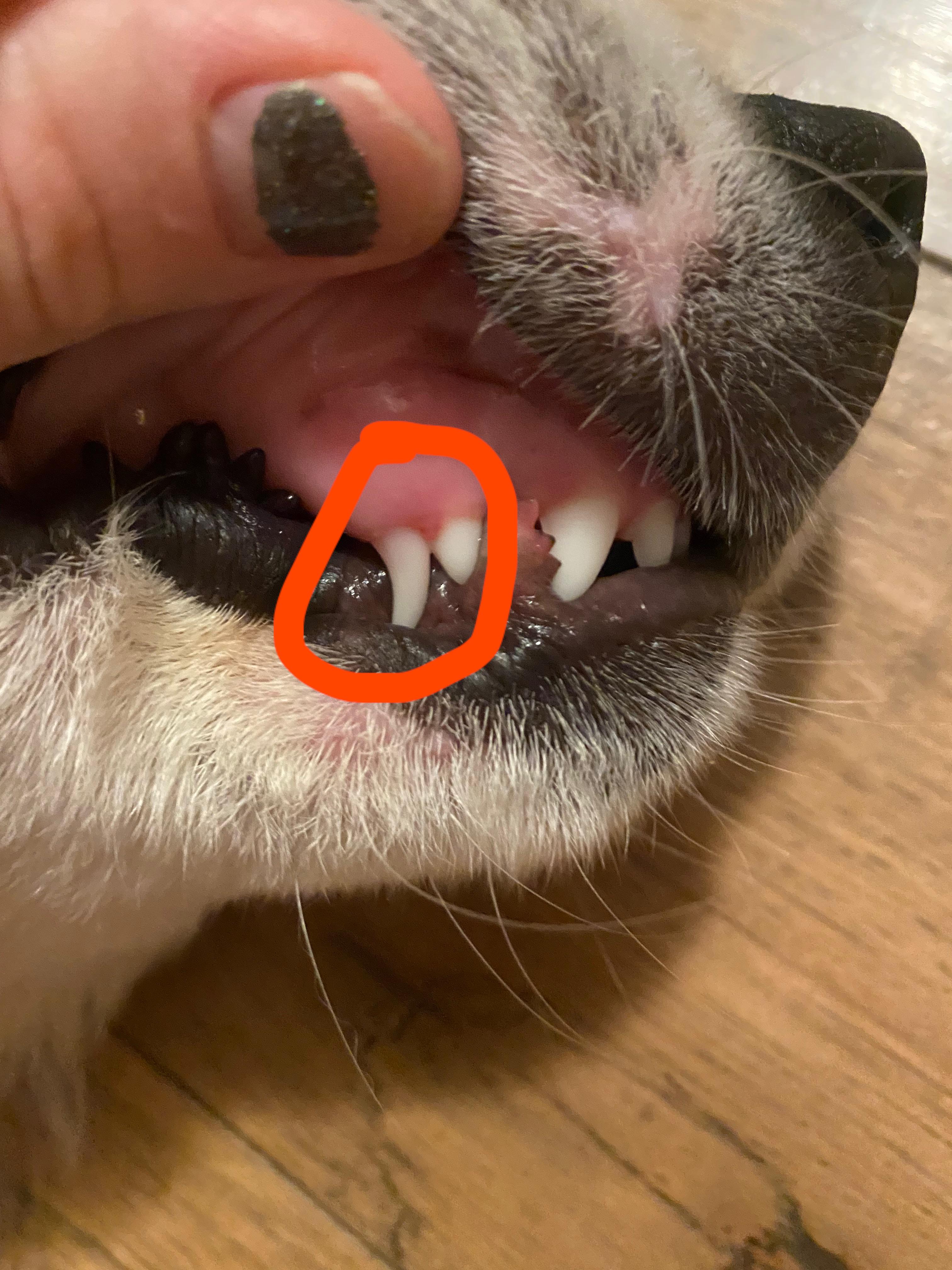 Is it normal for Great Pyrenees to have double canine teeth? Her adult