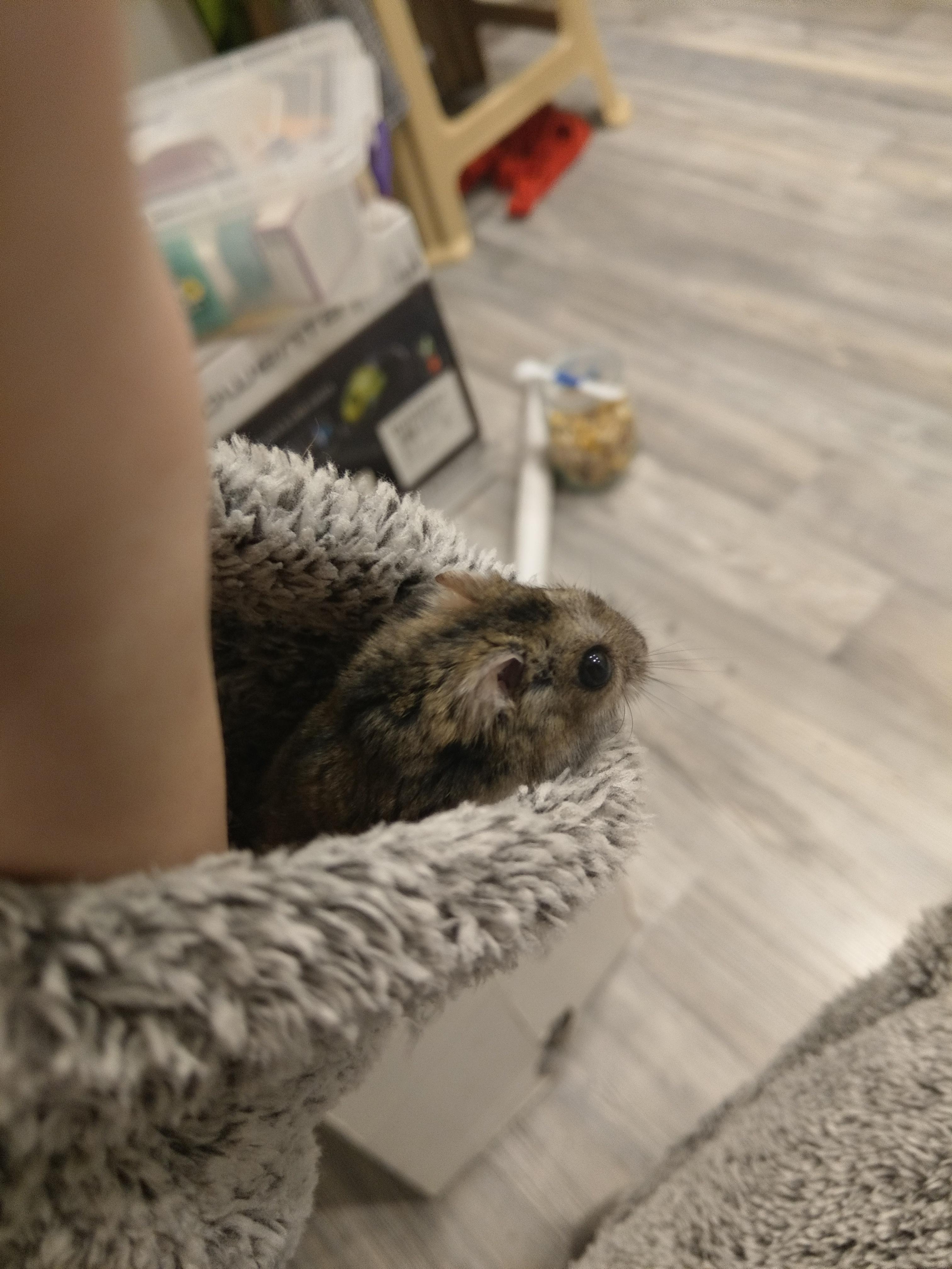Just hanging out ) r/hamsters