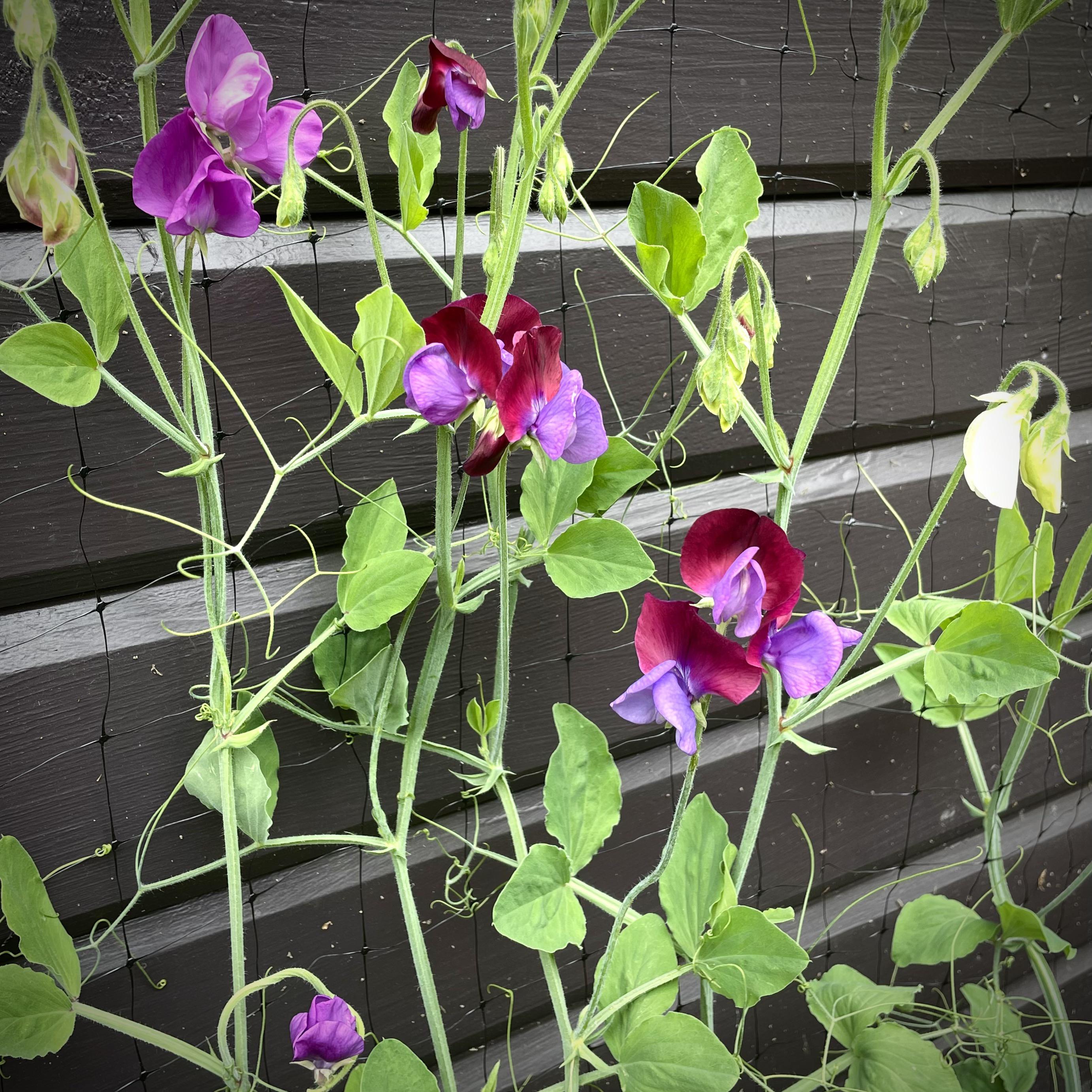Sweet peas just started blooming! From seed, zone 8b r/gardening