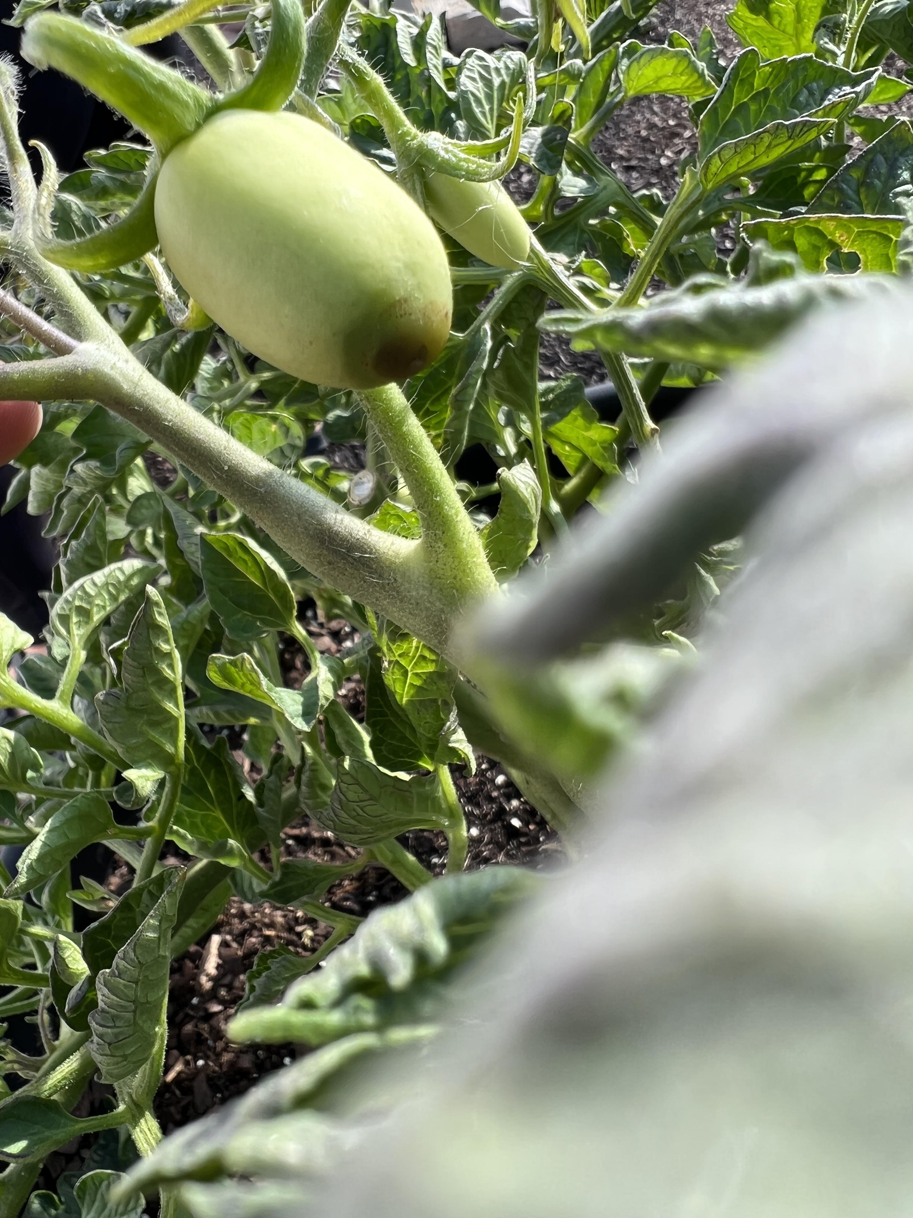 Is this blossom end rot starting on this San marzano tomato plant? r