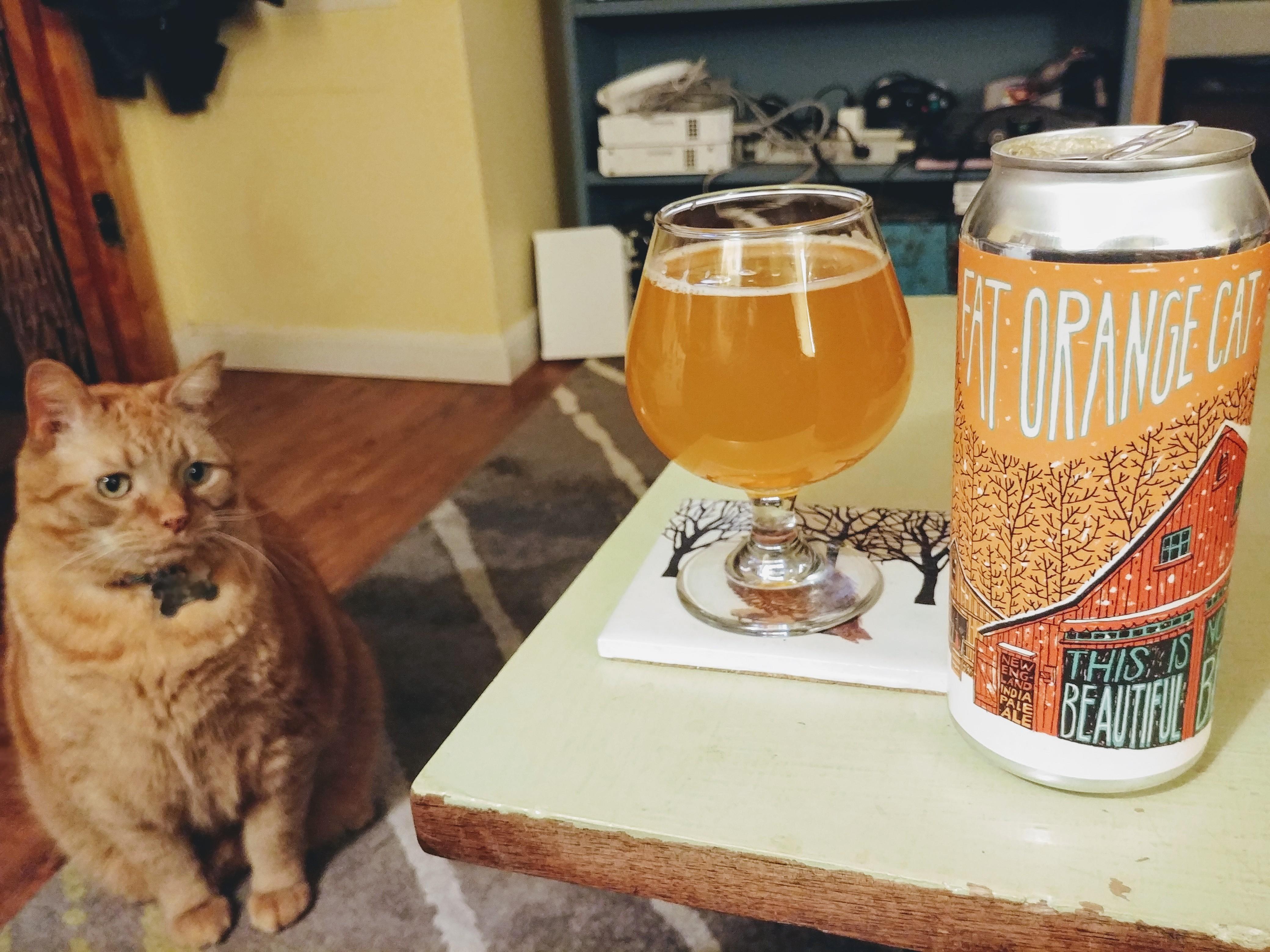 My Fat Orange Cat r/CraftBeer