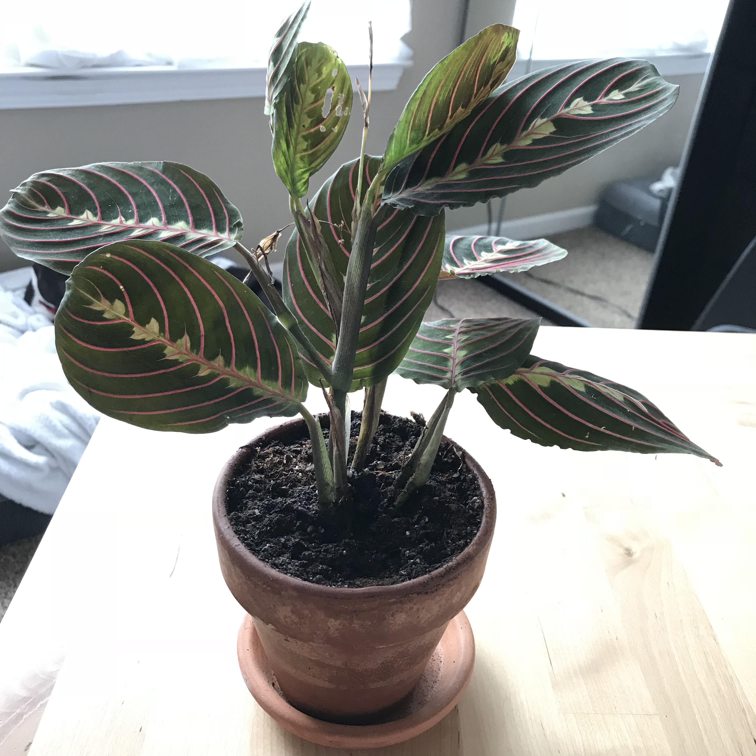 New (rough) prayer plant advice? r/houseplants