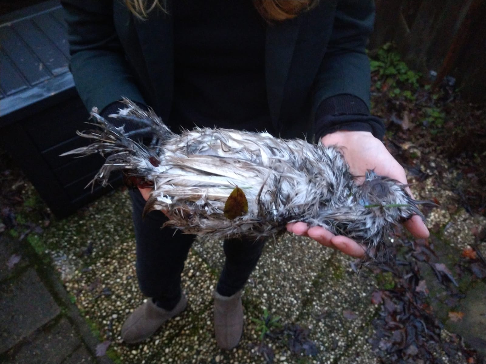 Our favorite chicken died r/Chicken