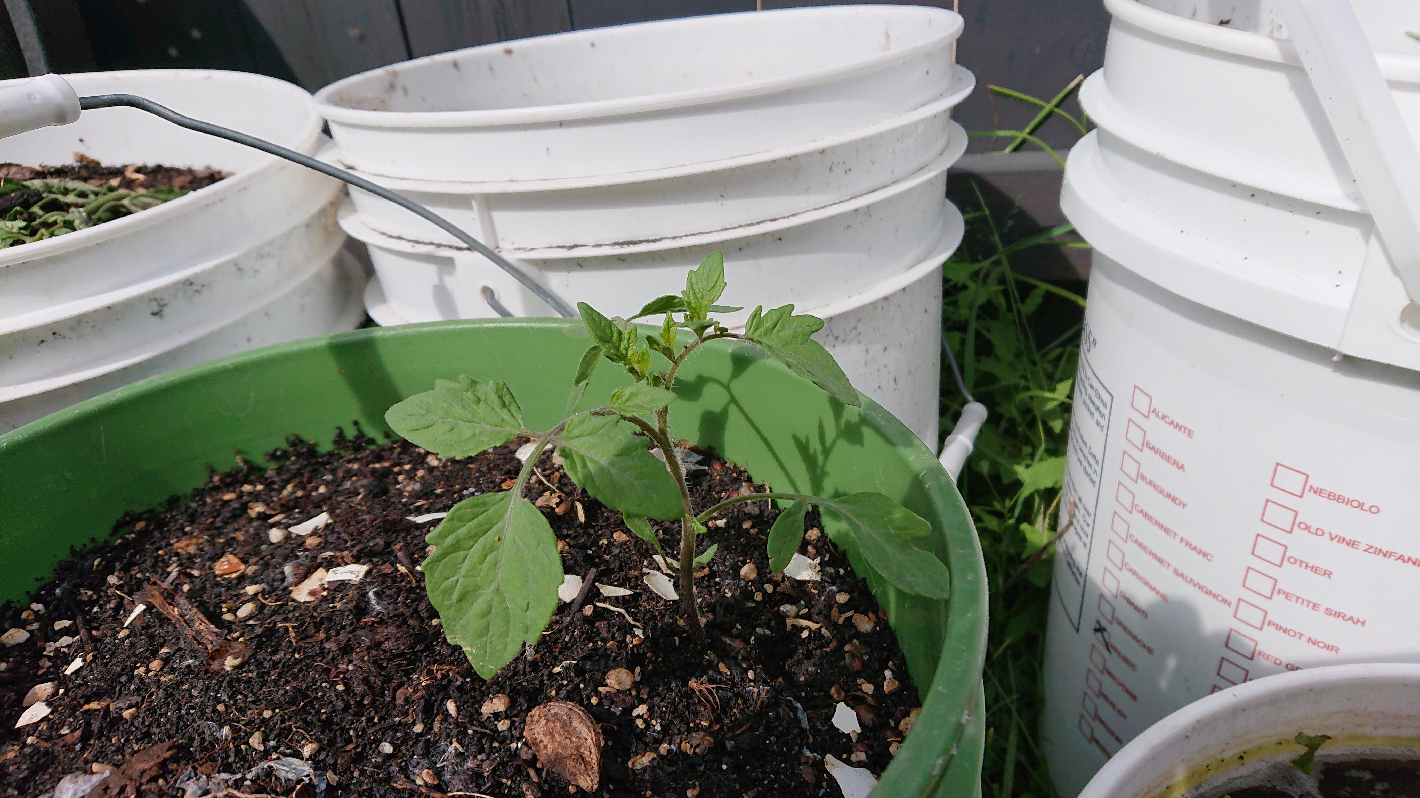 random compost dirt tomato plant composting