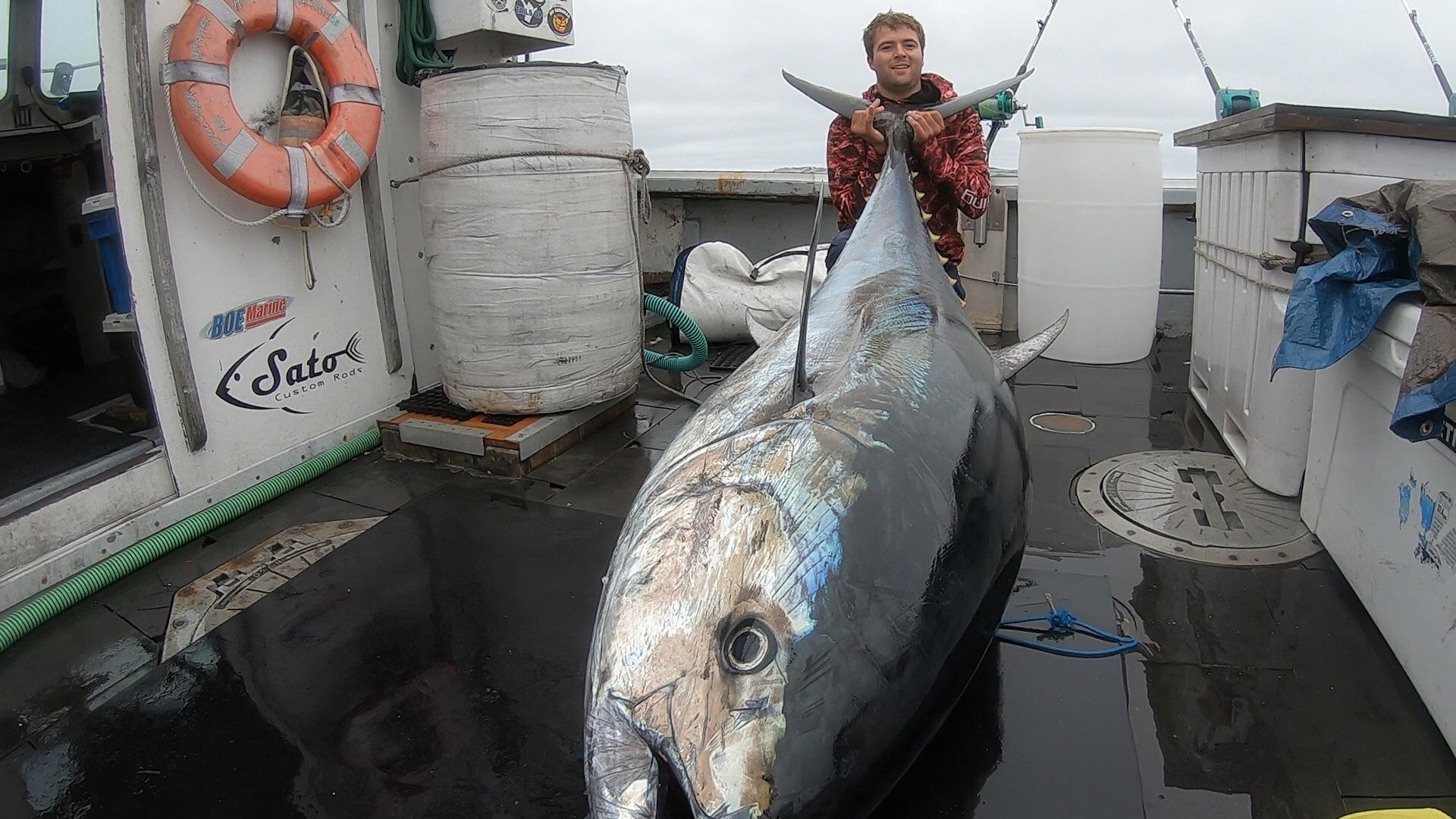 97in 500+ Bluefin Tuna caught aboard the Hard Merchandise this summer