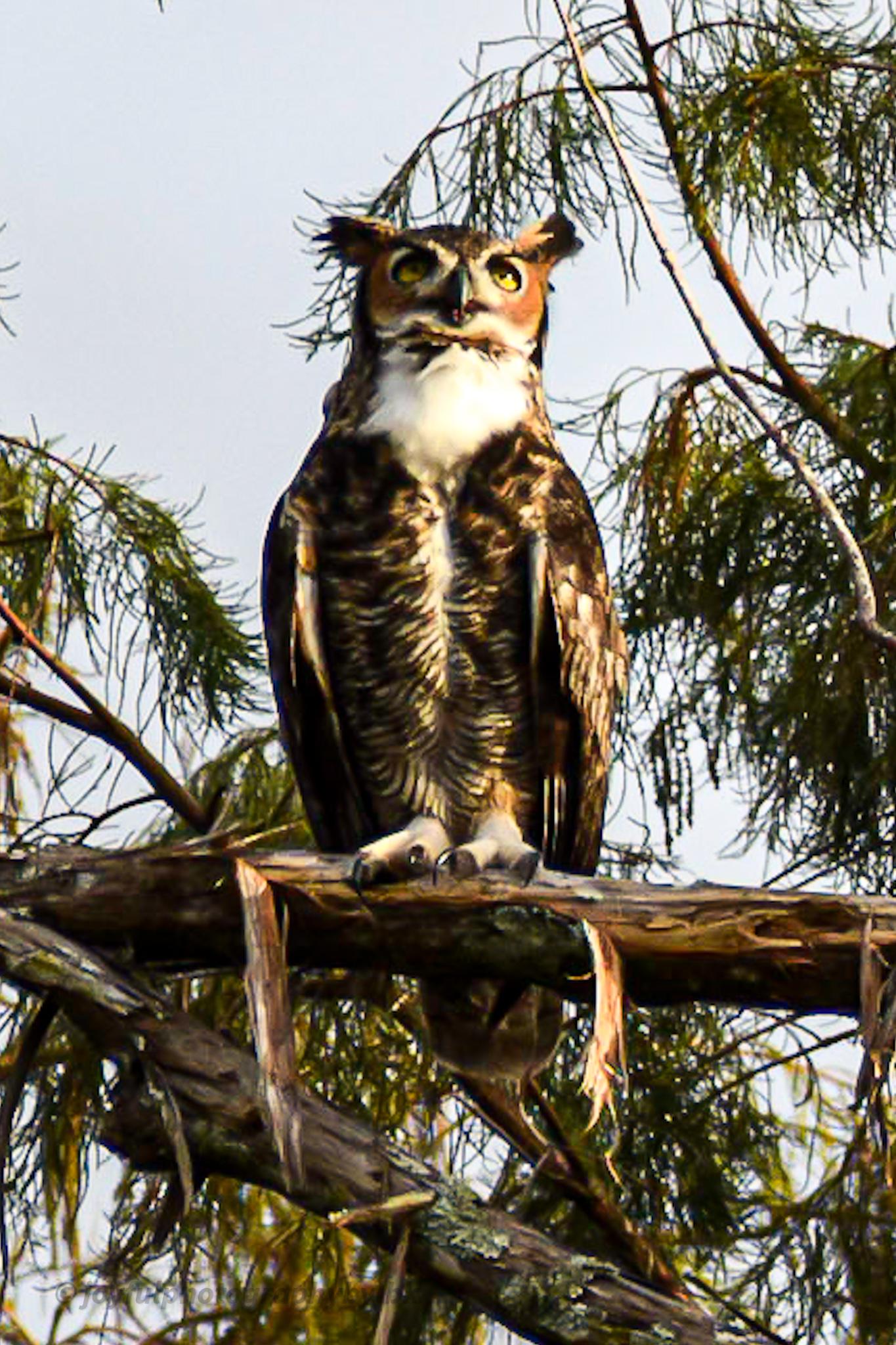 Great horned owl in all its finery in Boynton Beach. r/florida