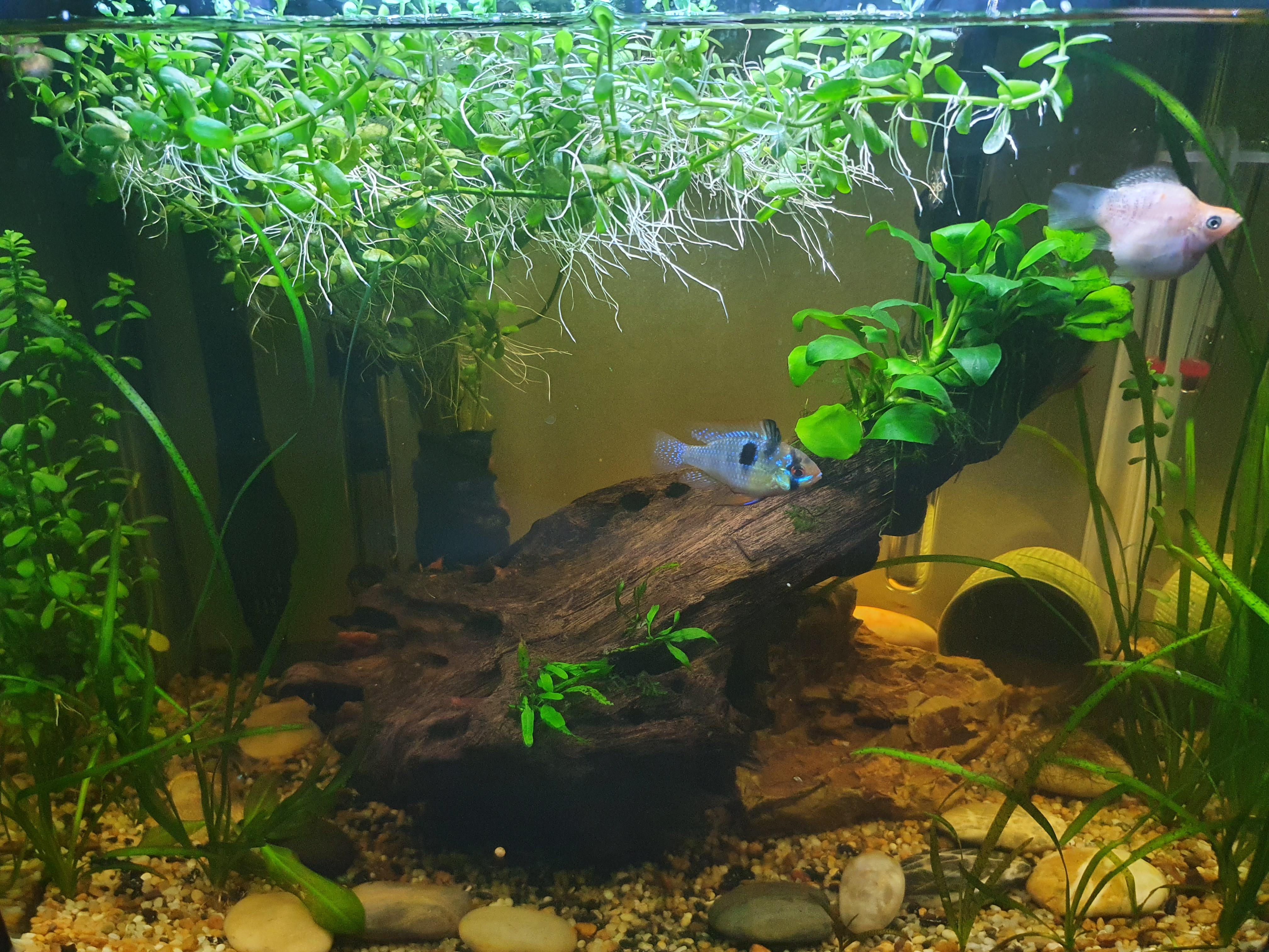 My German blue ram Blackwater tank...soon to be full of the pitter